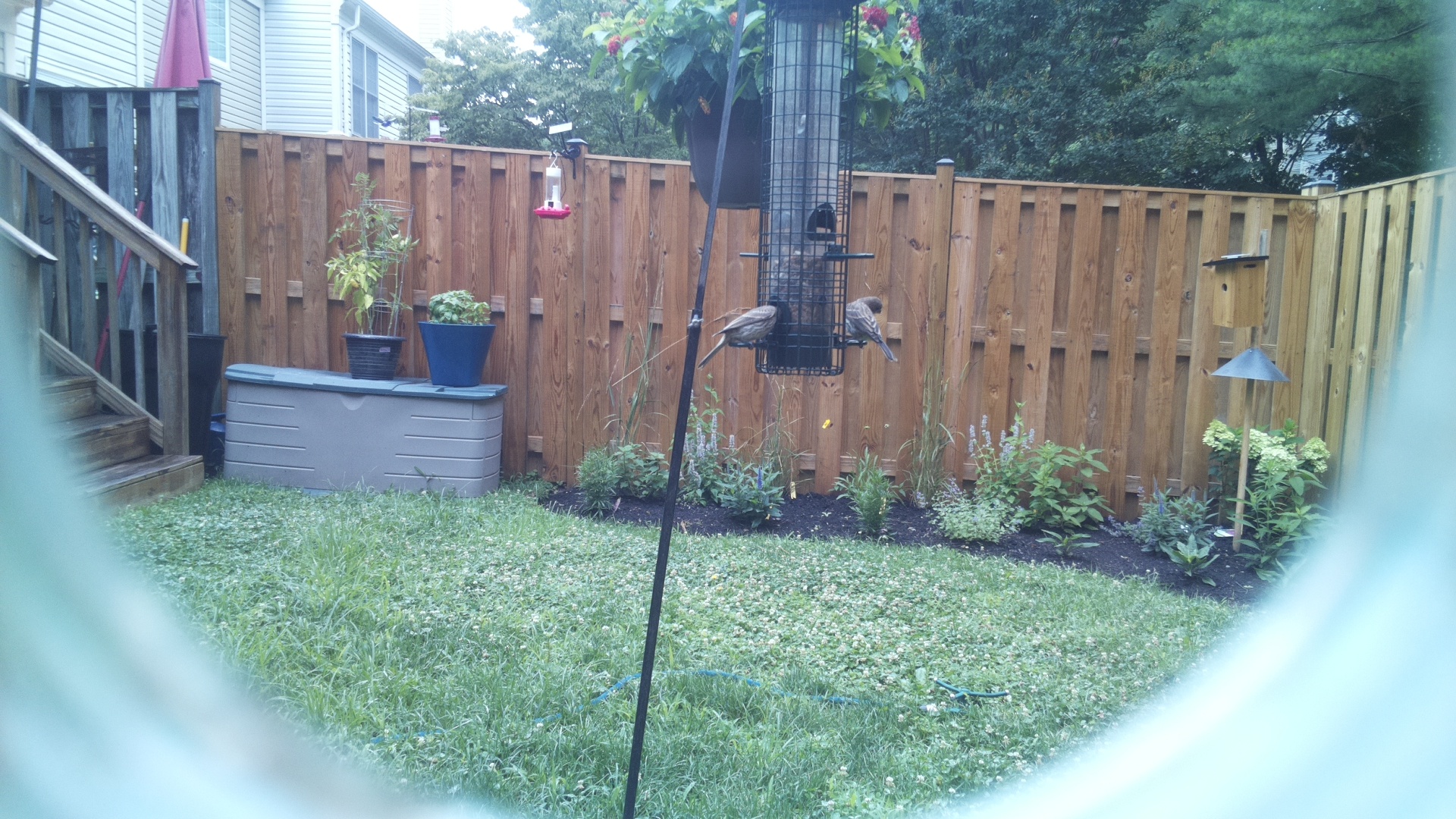 Unknown Bird