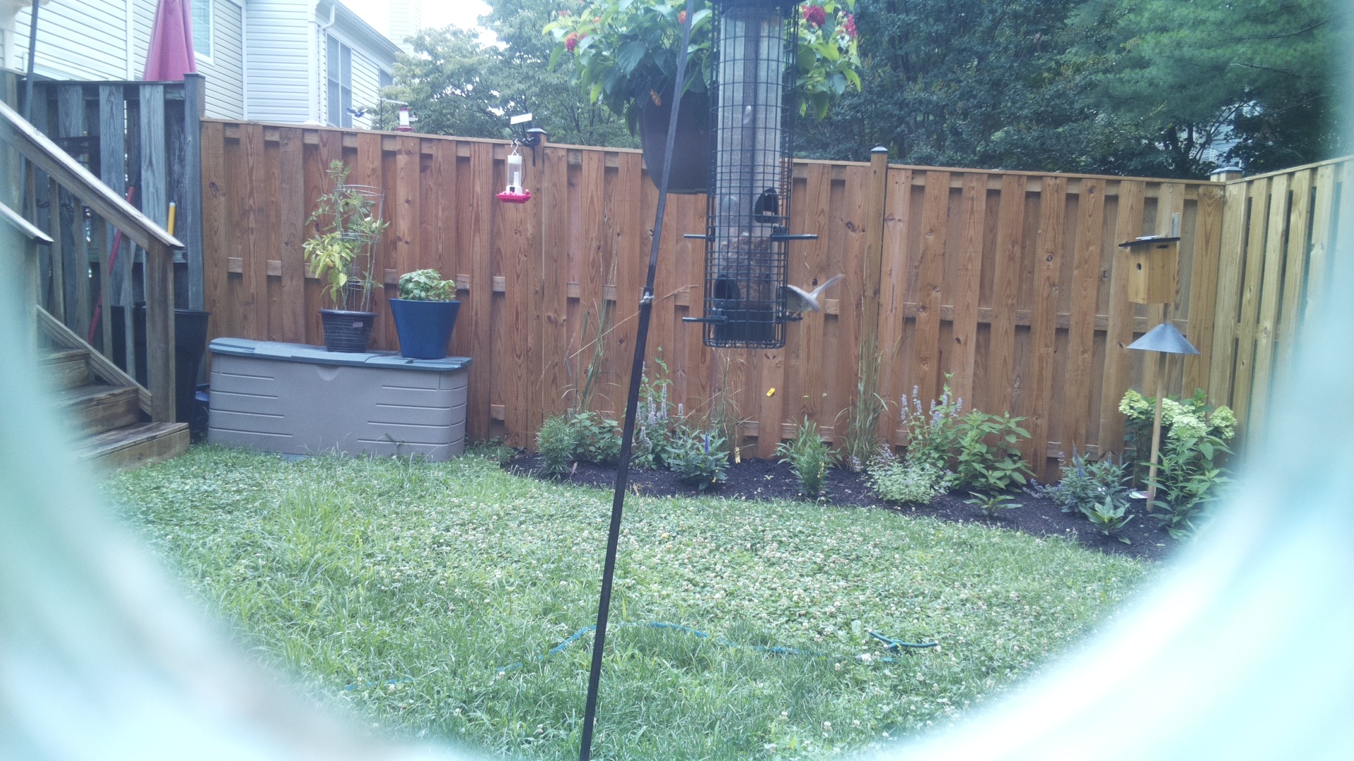 Tufted Titmouse