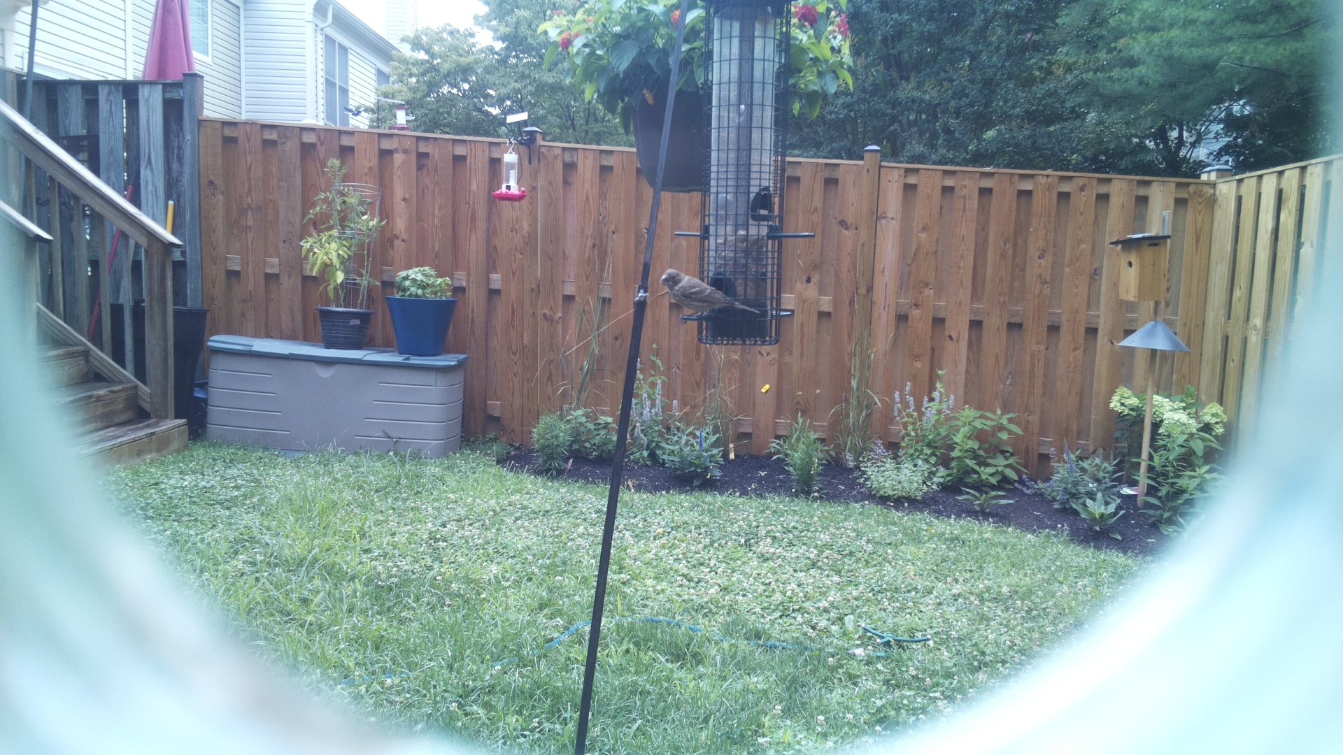 Likely Blackbird/Grackle