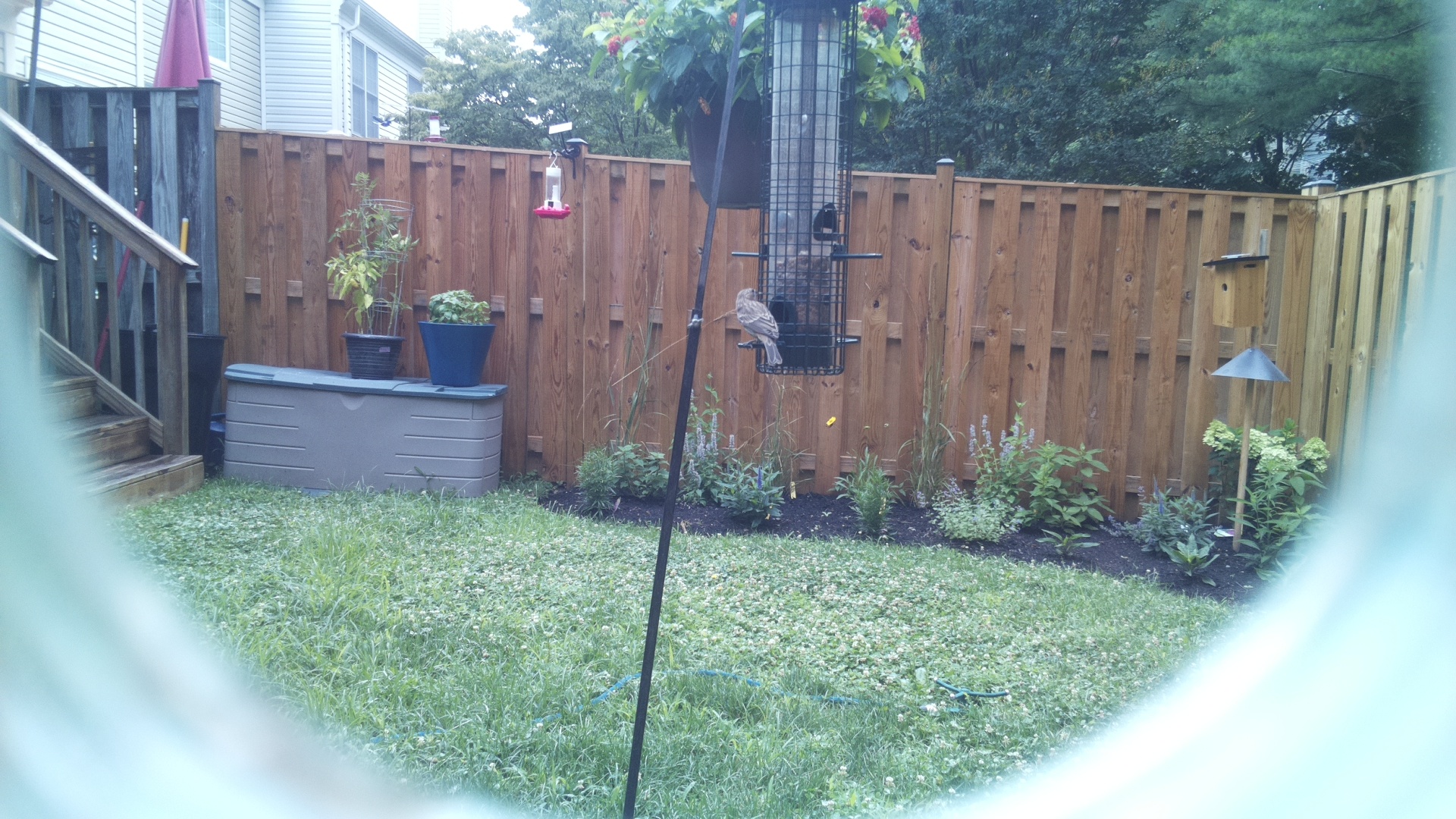 Unknown Bird
