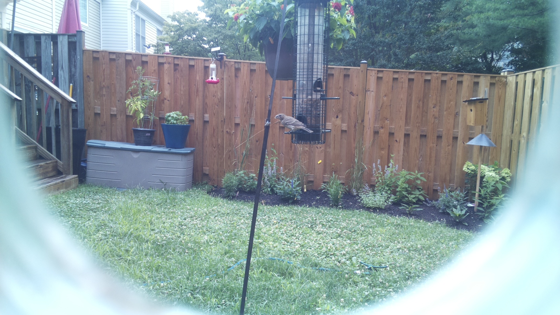 Unknown Bird