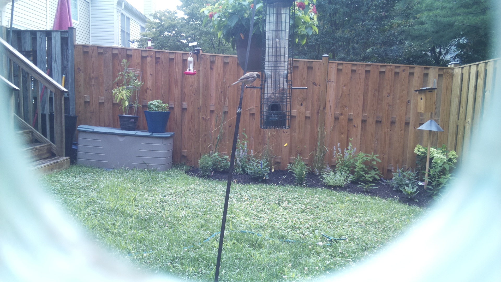 House Sparrow
