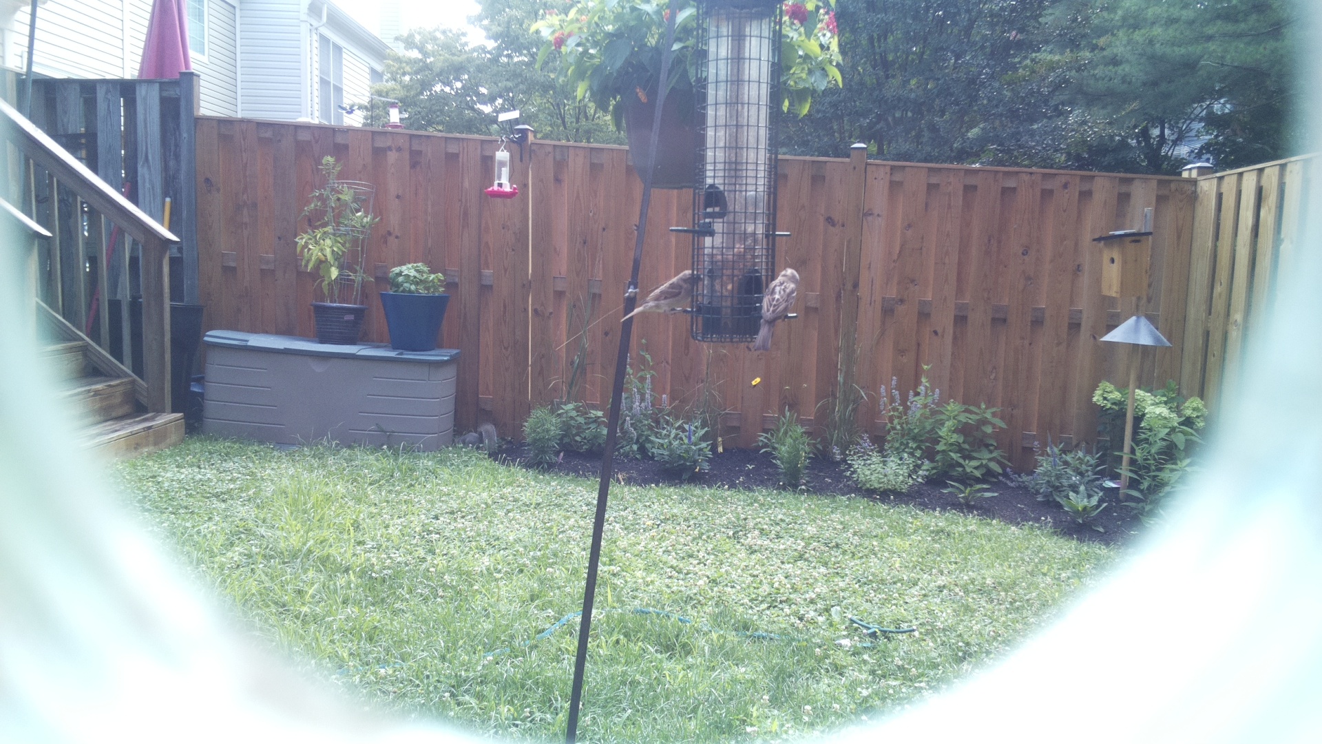 Likely Finch