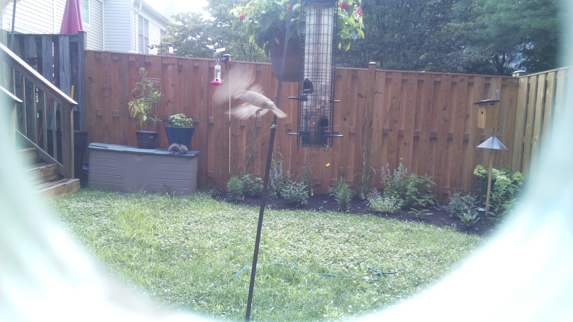 Likely Chickadee/Titmouse