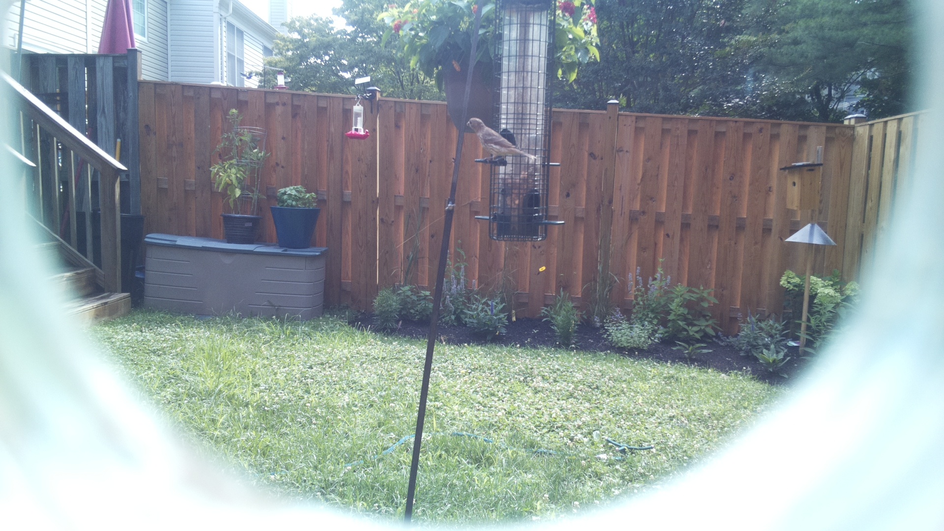 Likely Finch