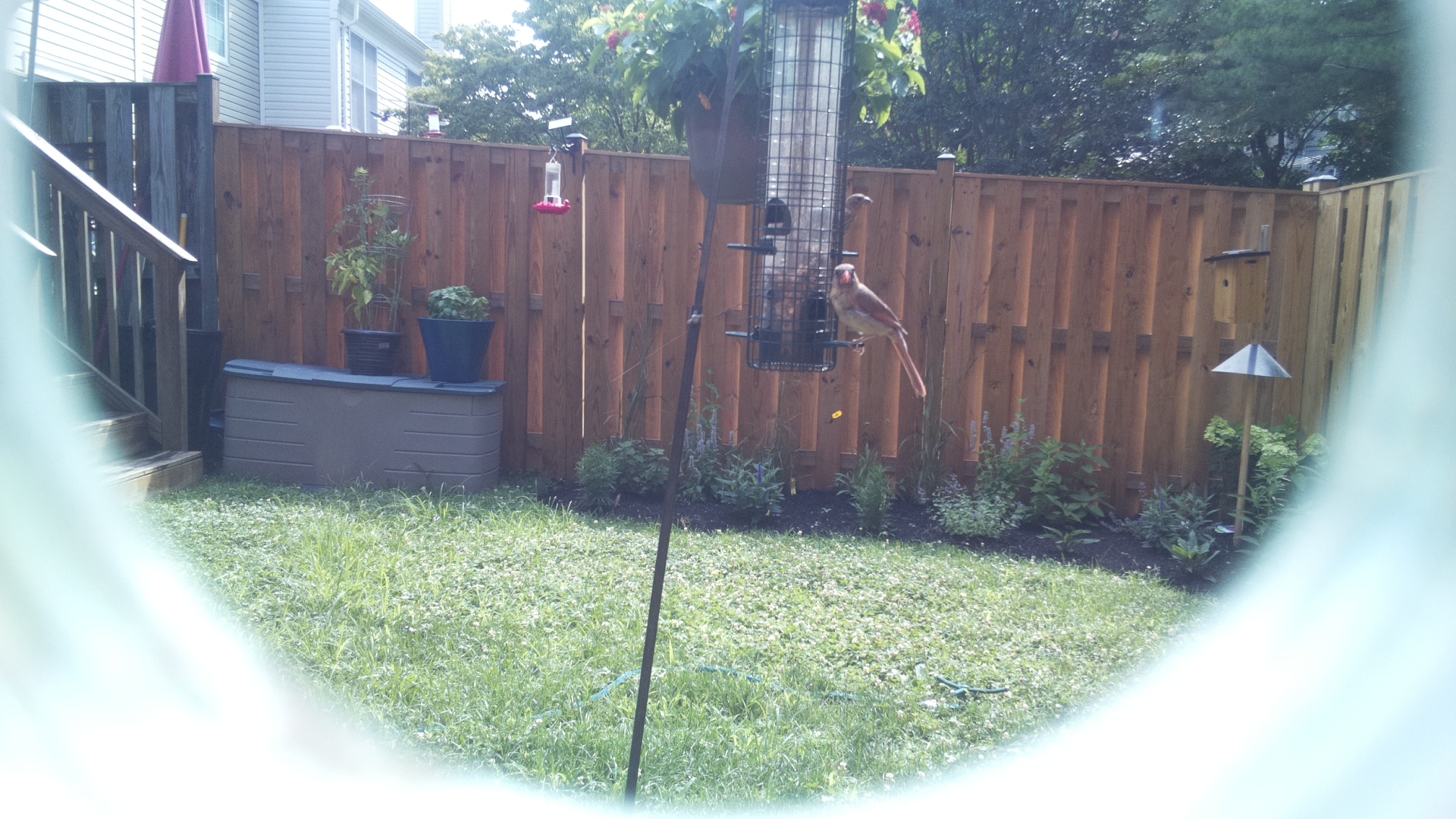 Likely Finch