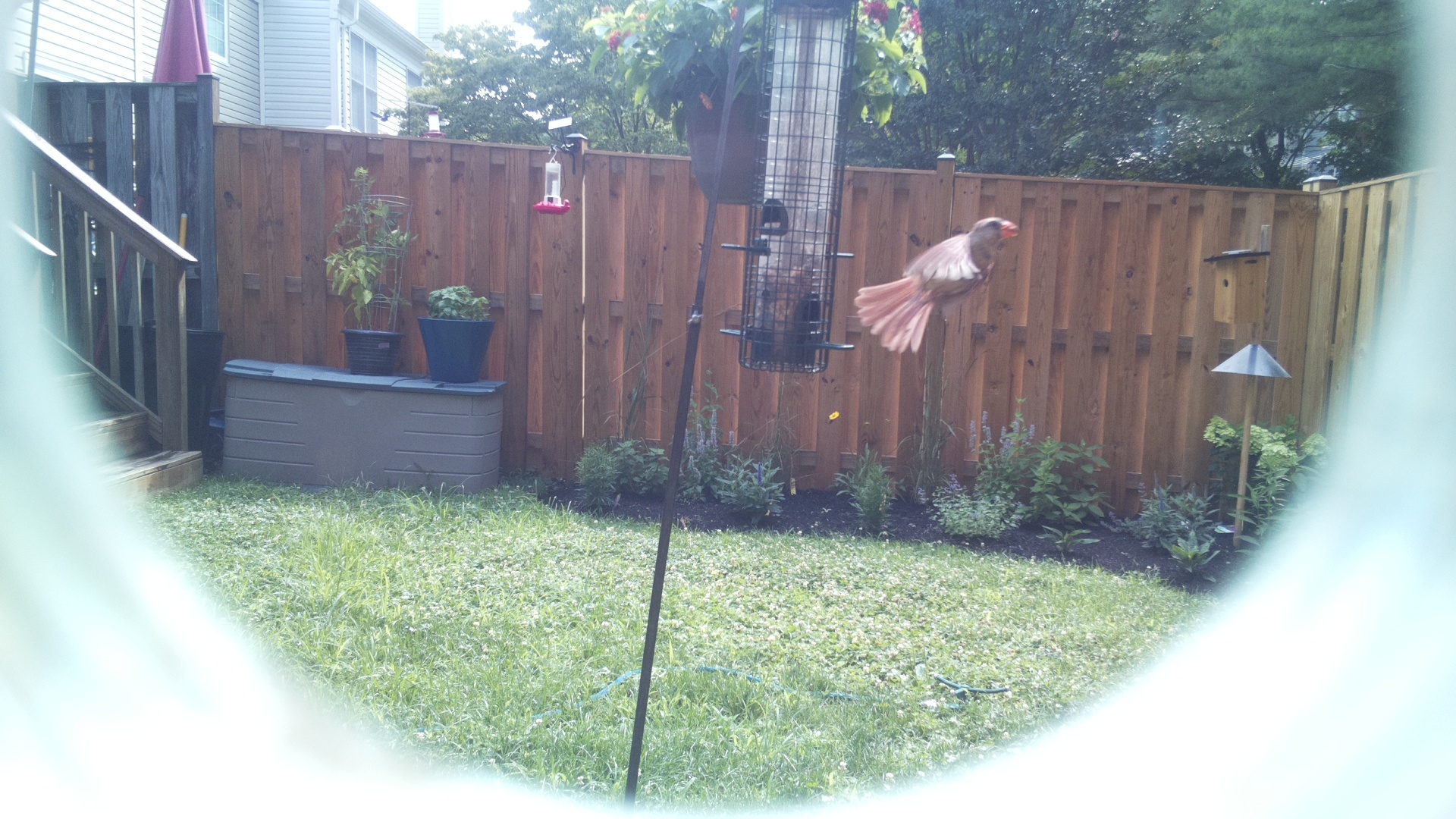 Likely Finch