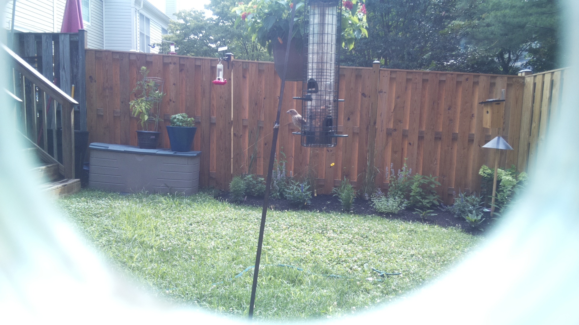 Likely Finch