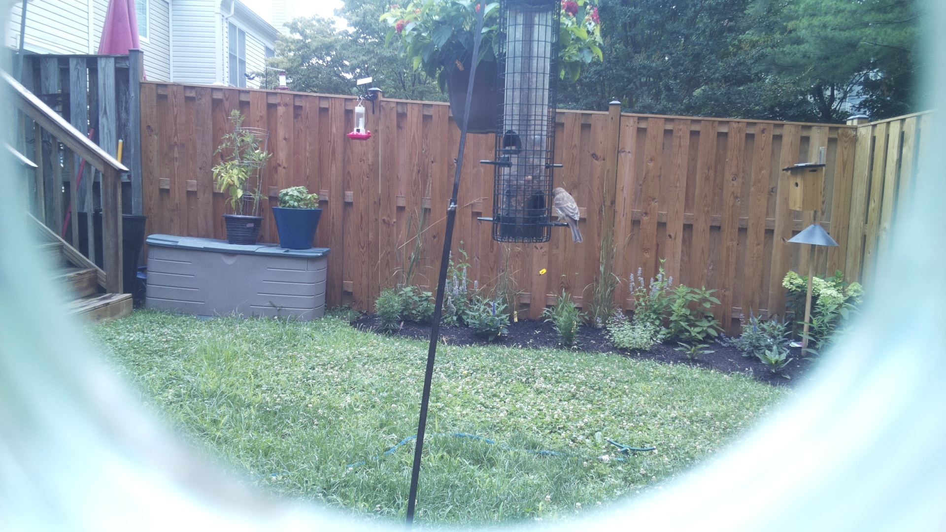 Likely Finch