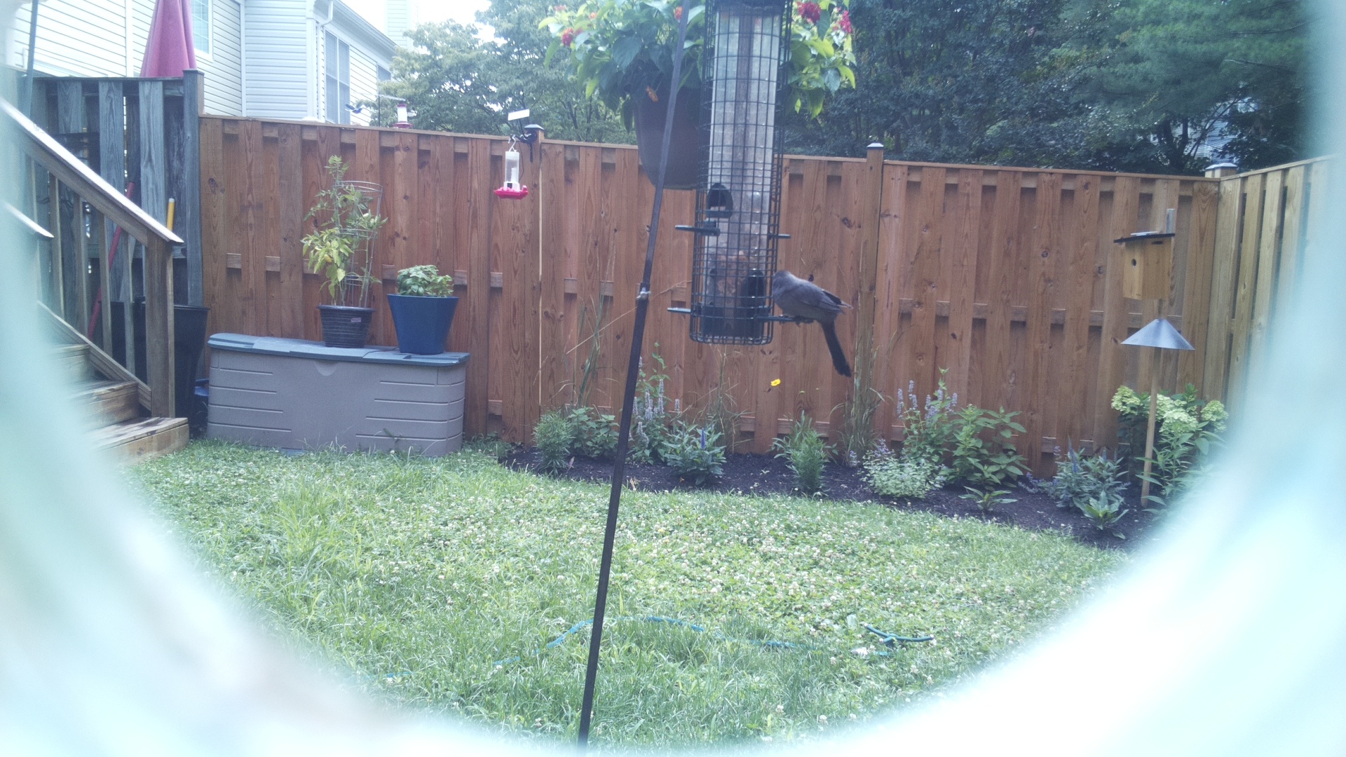 Likely Blackbird/Grackle