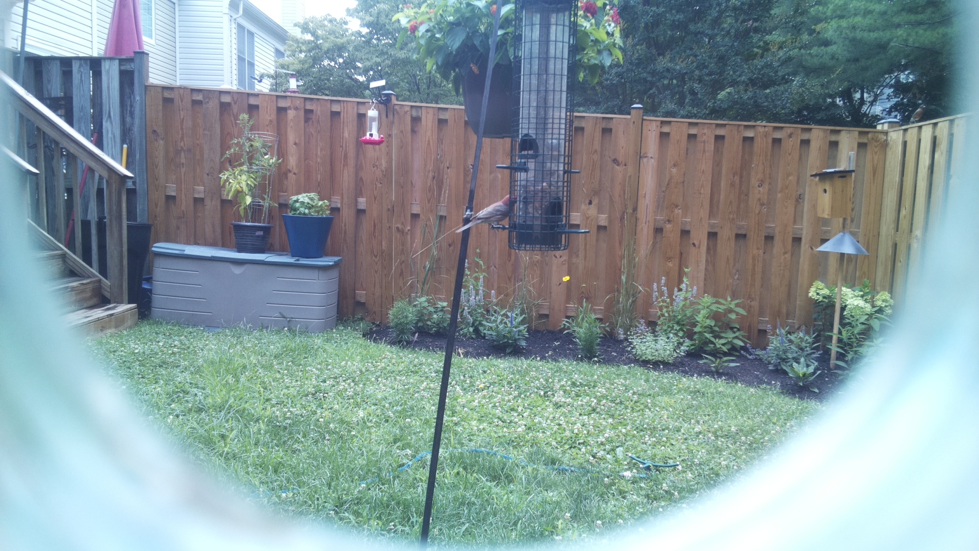 Likely Finch