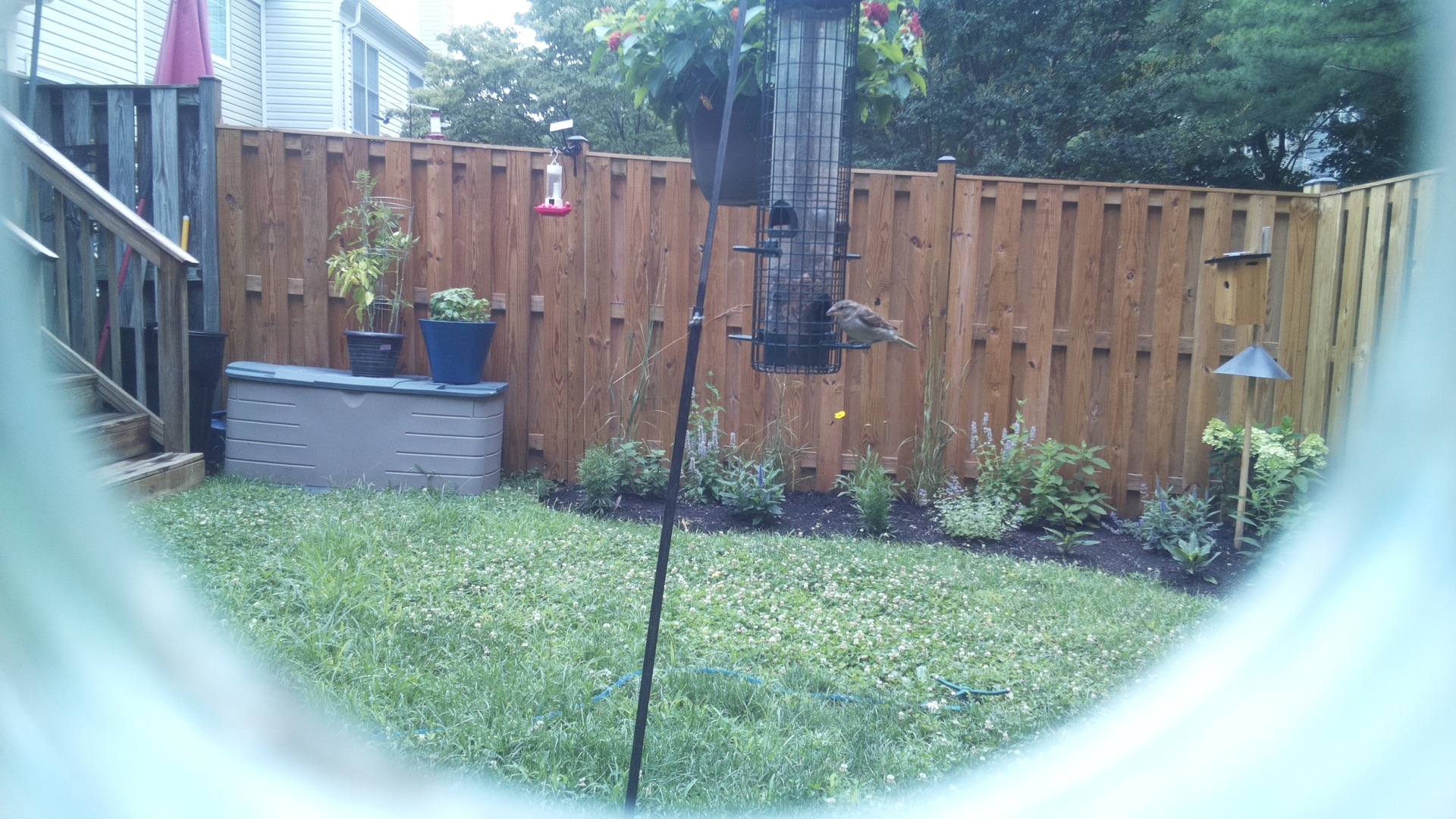 House Sparrow