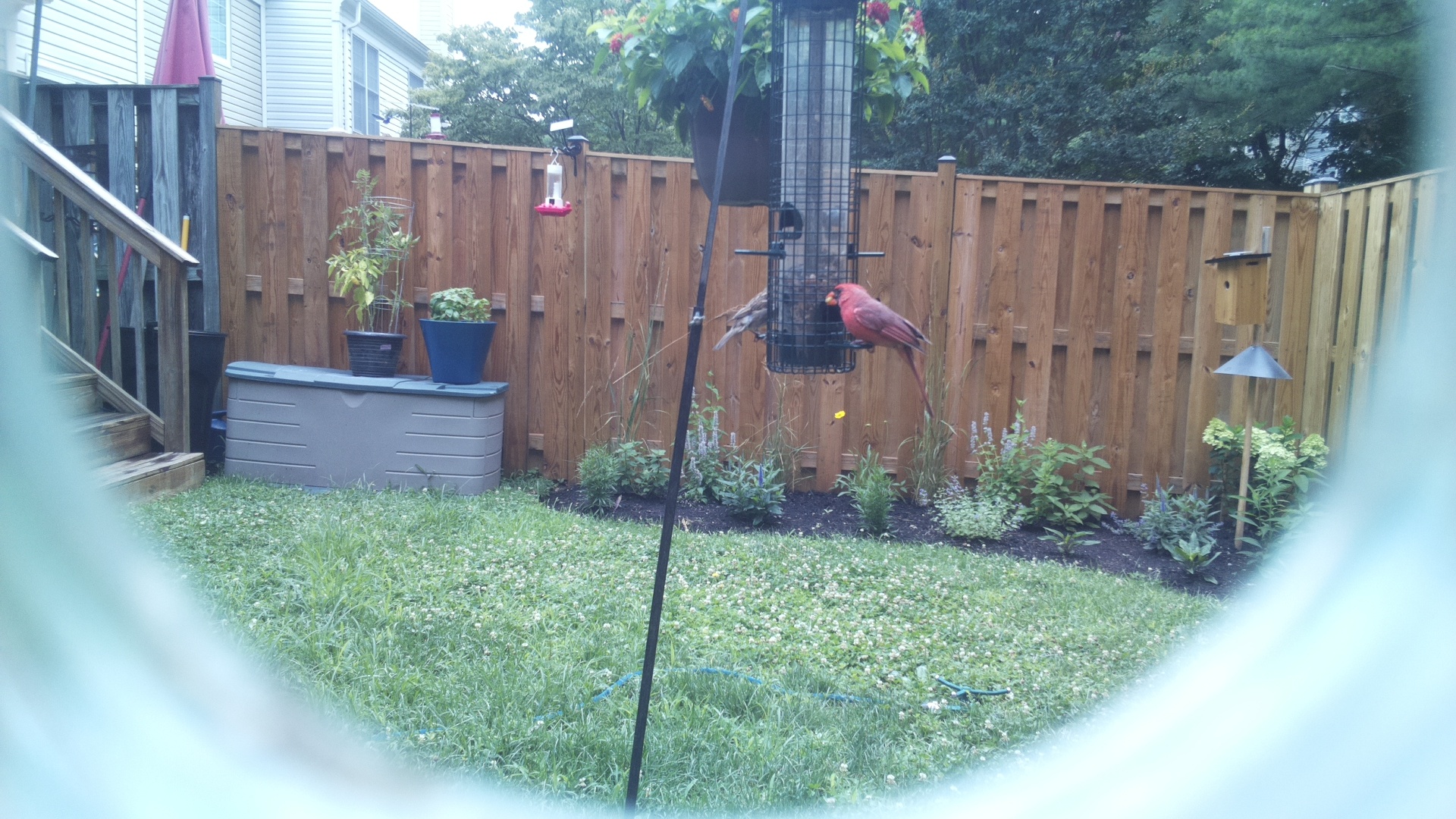 Northern Cardinal
