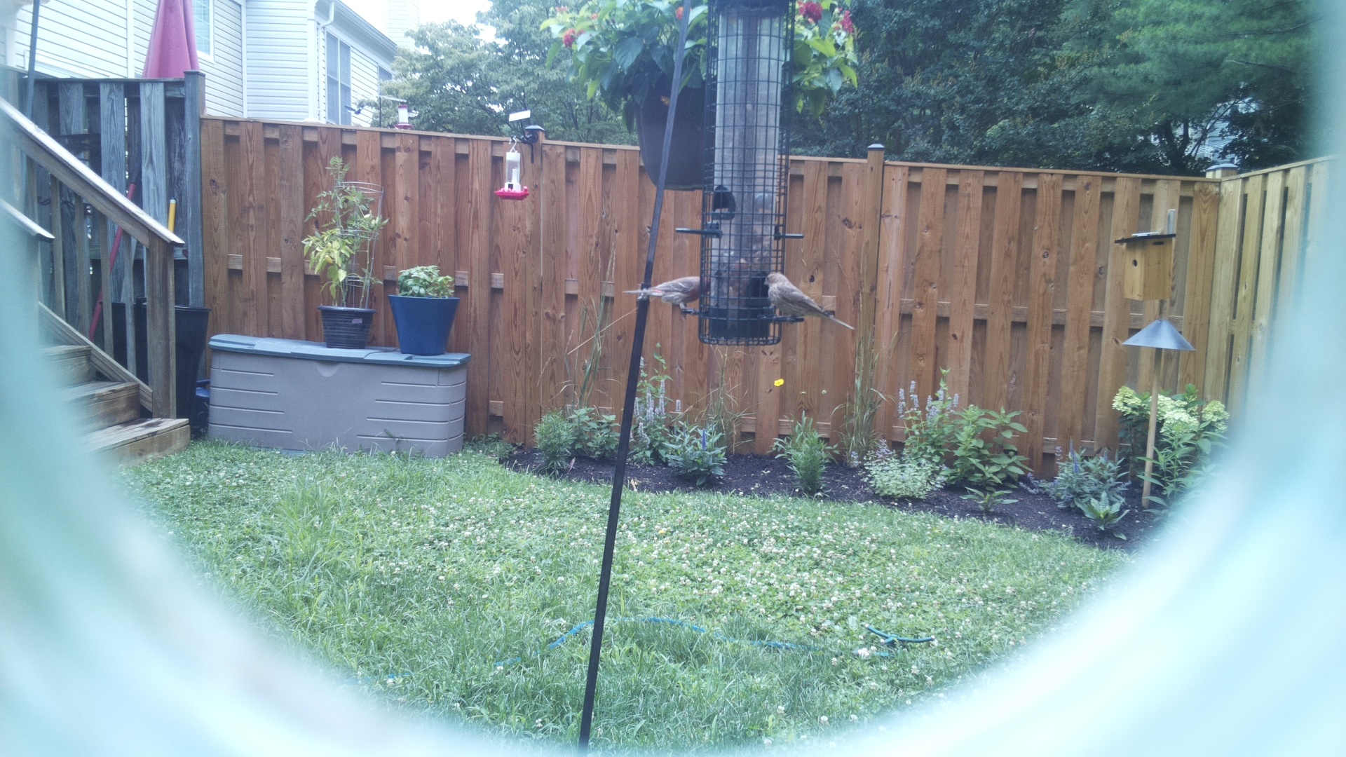 Likely Finch