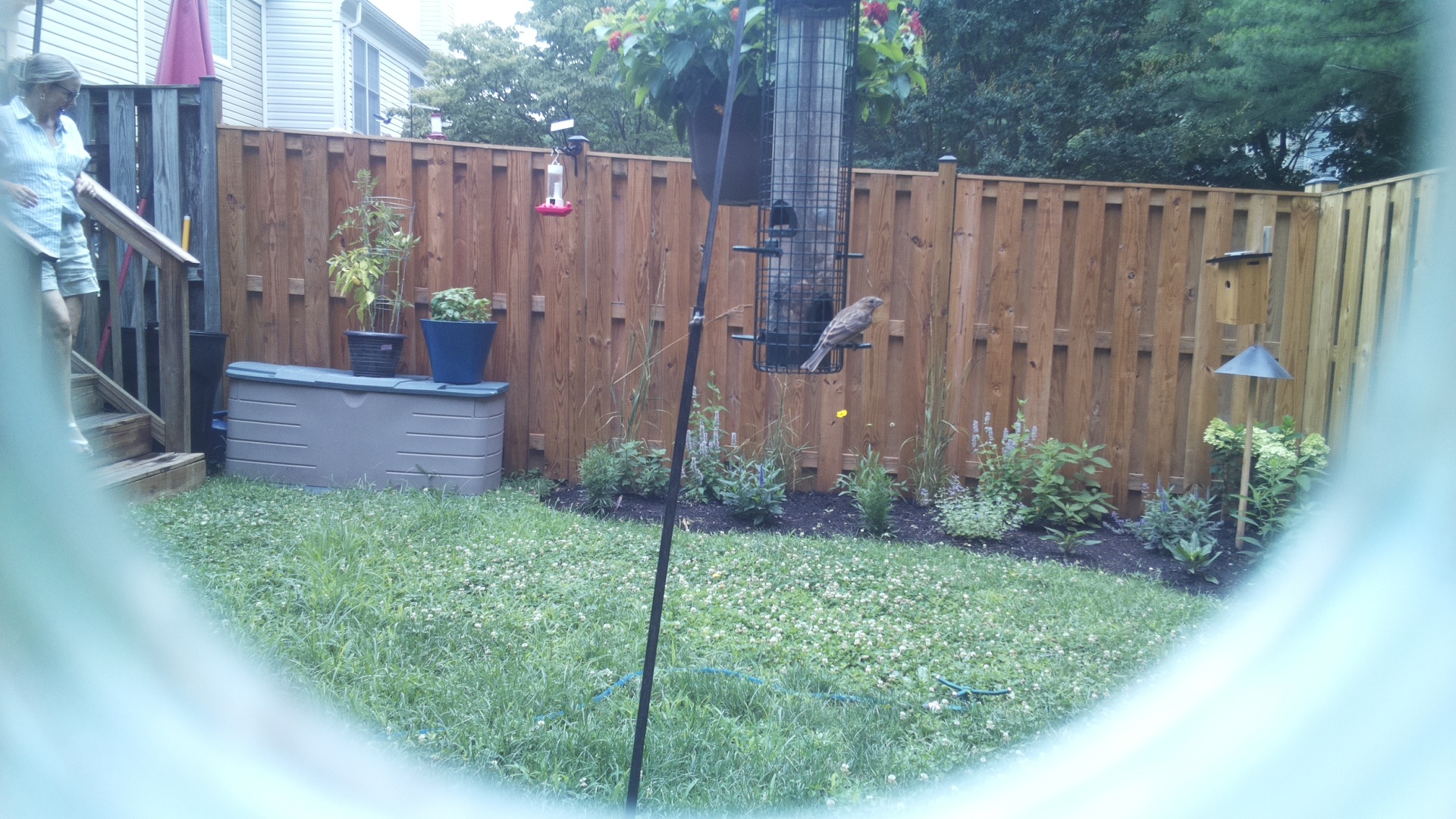 Likely Finch