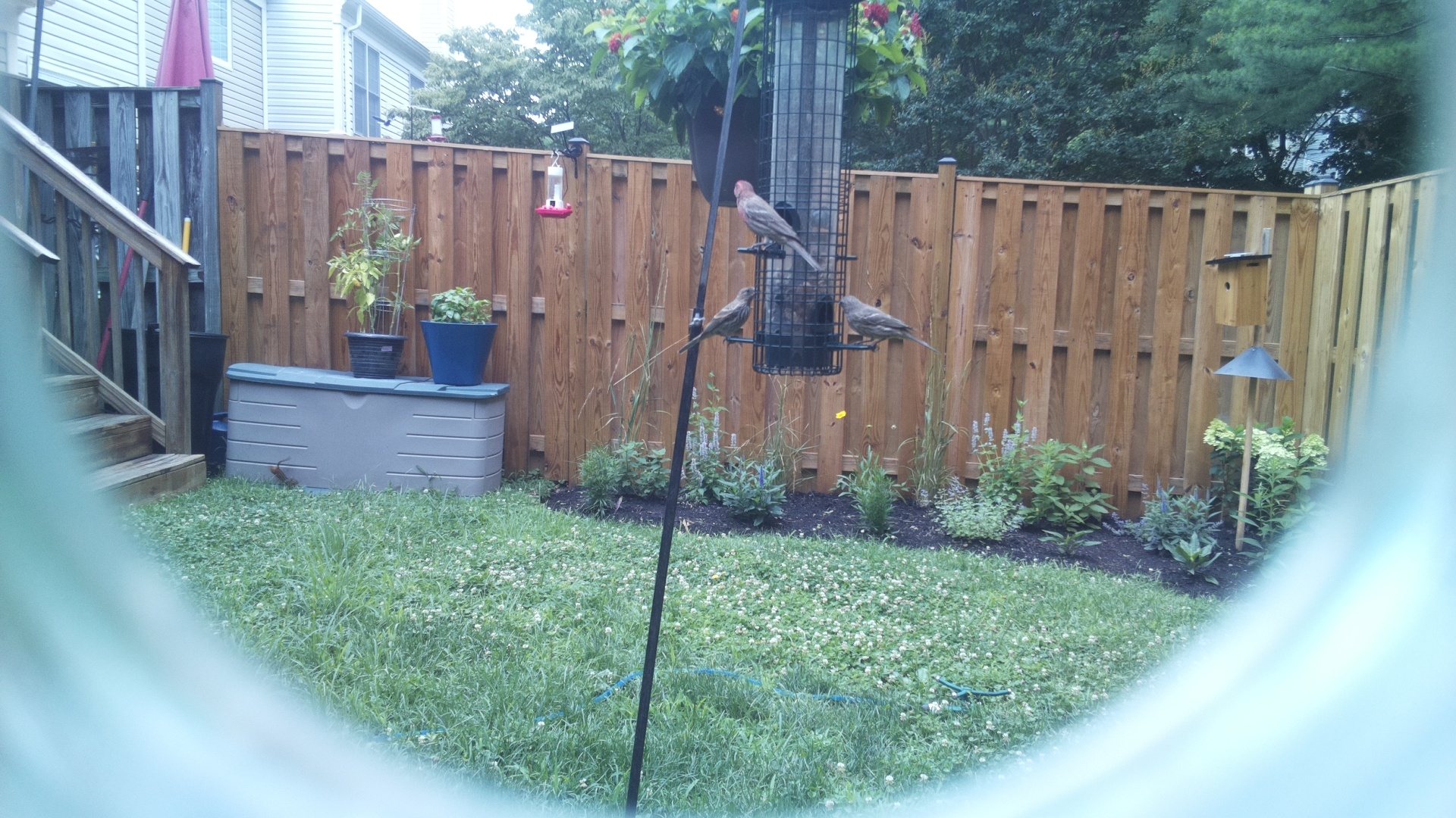 Likely Finch