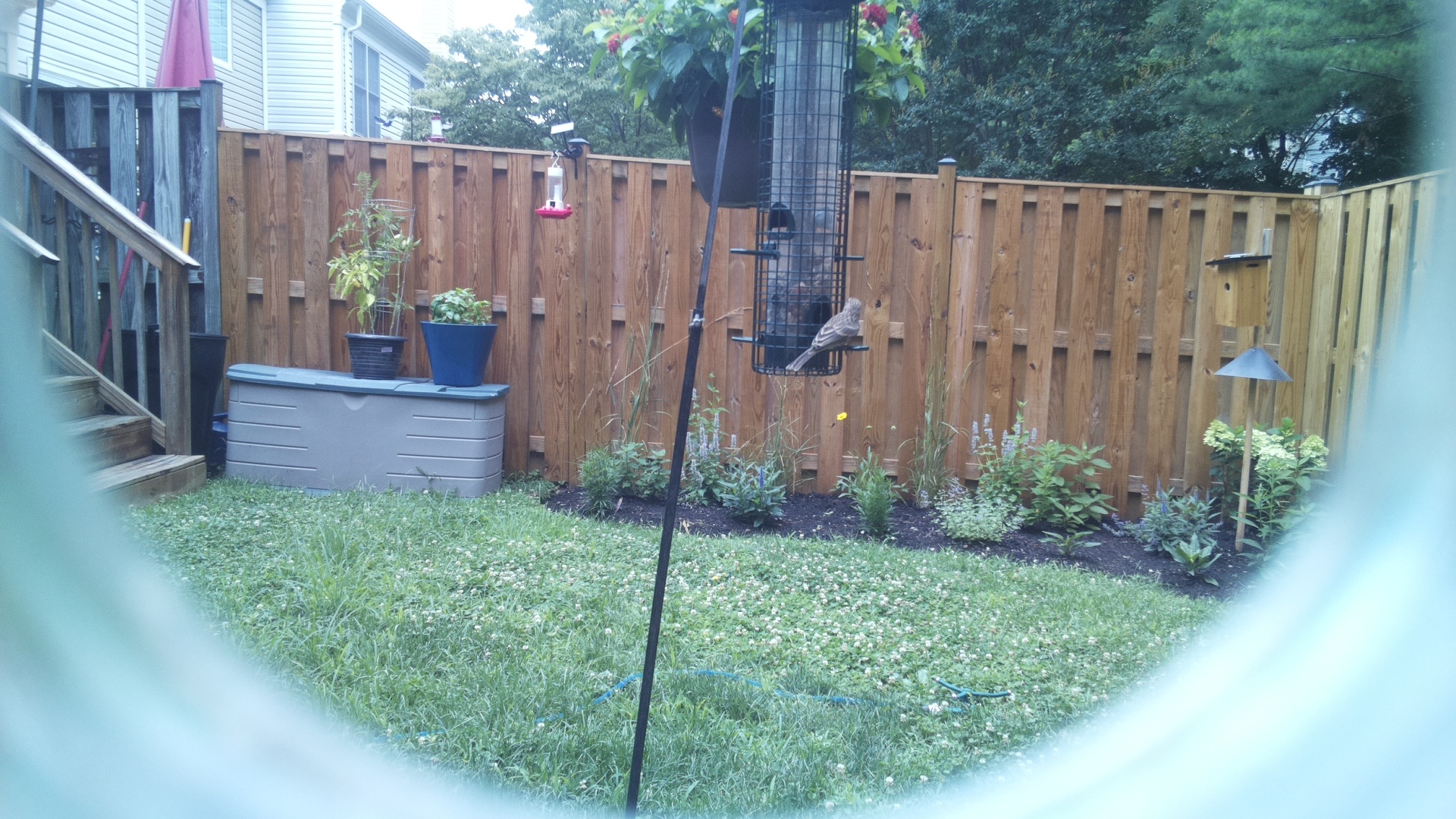 Purple Finch