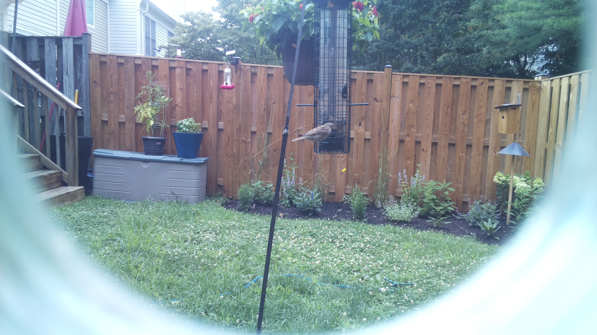 Likely Finch