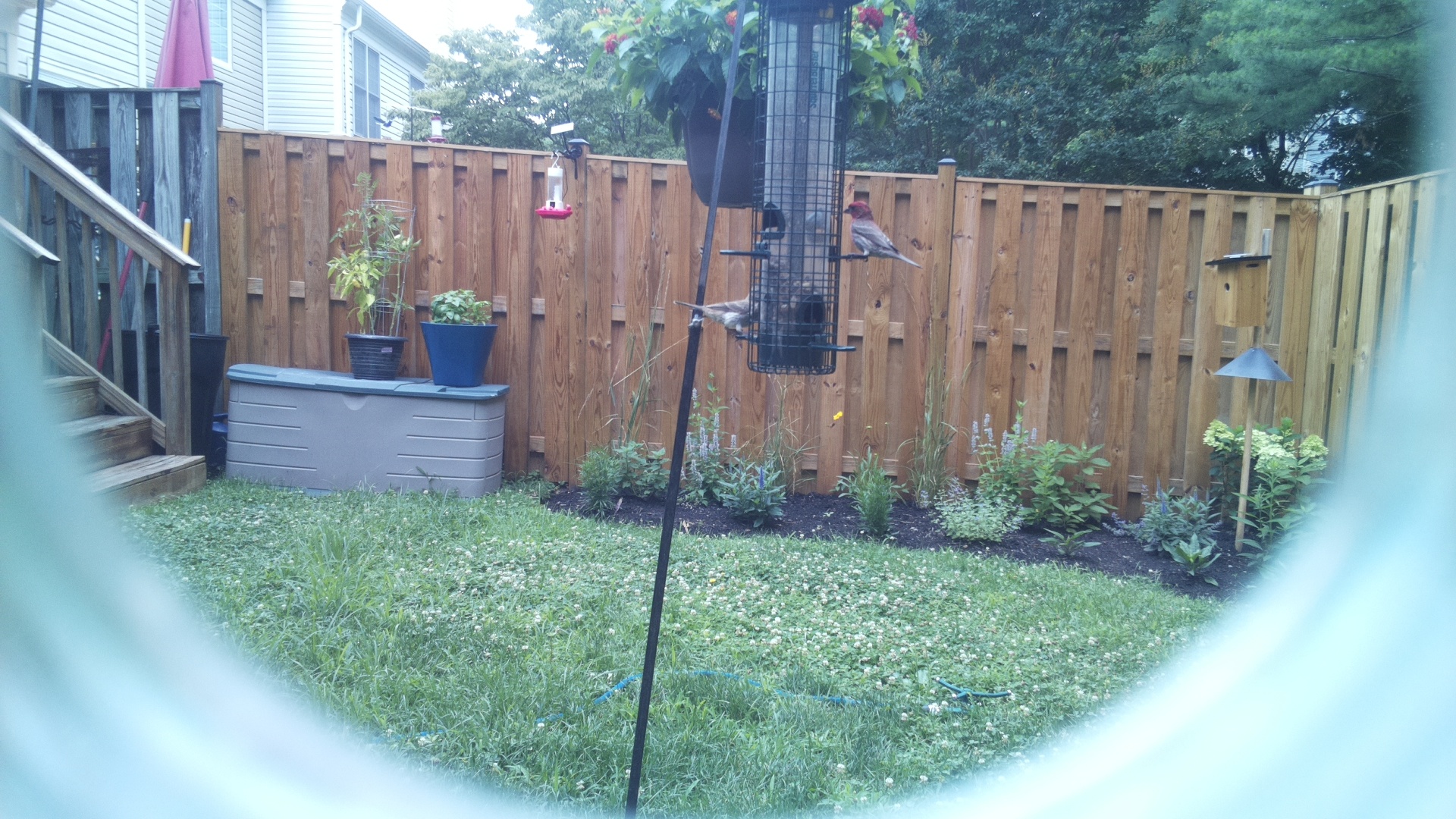 Purple Finch