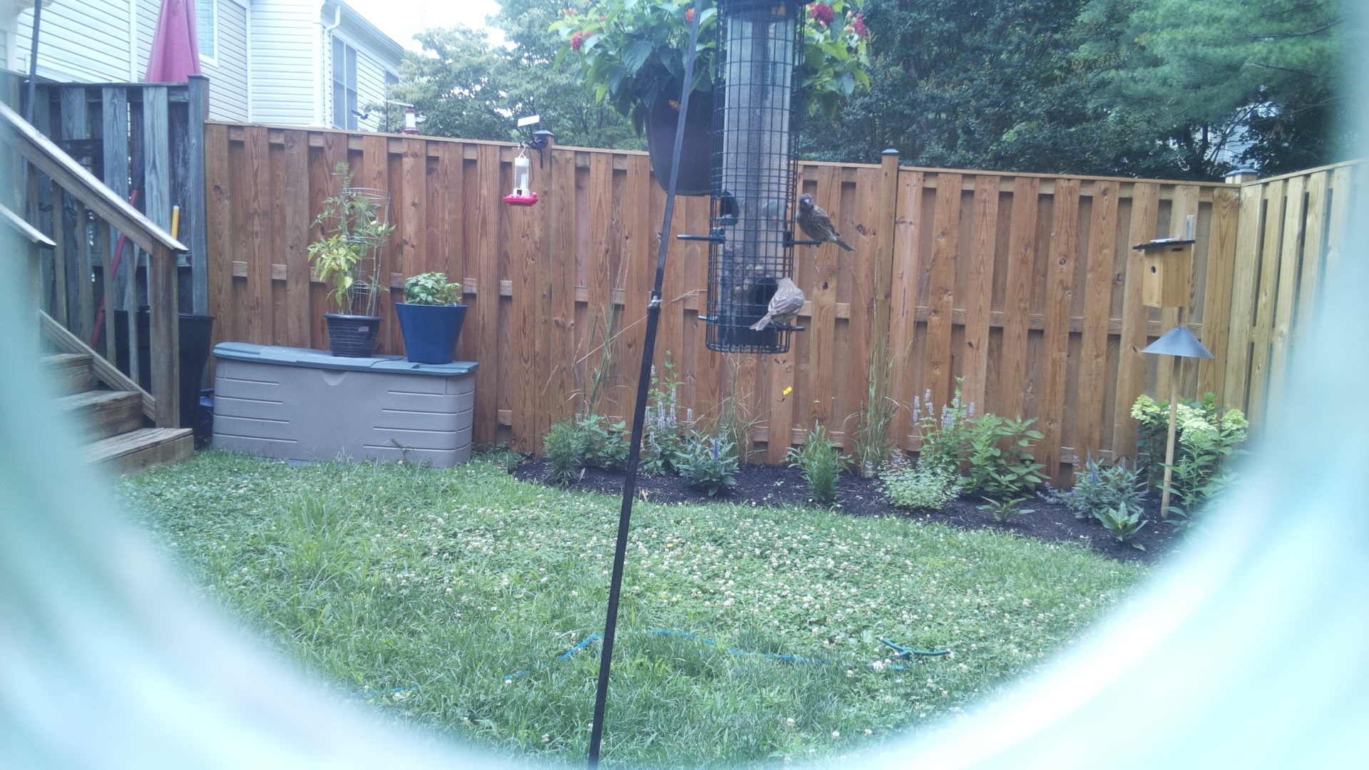 Likely Finch