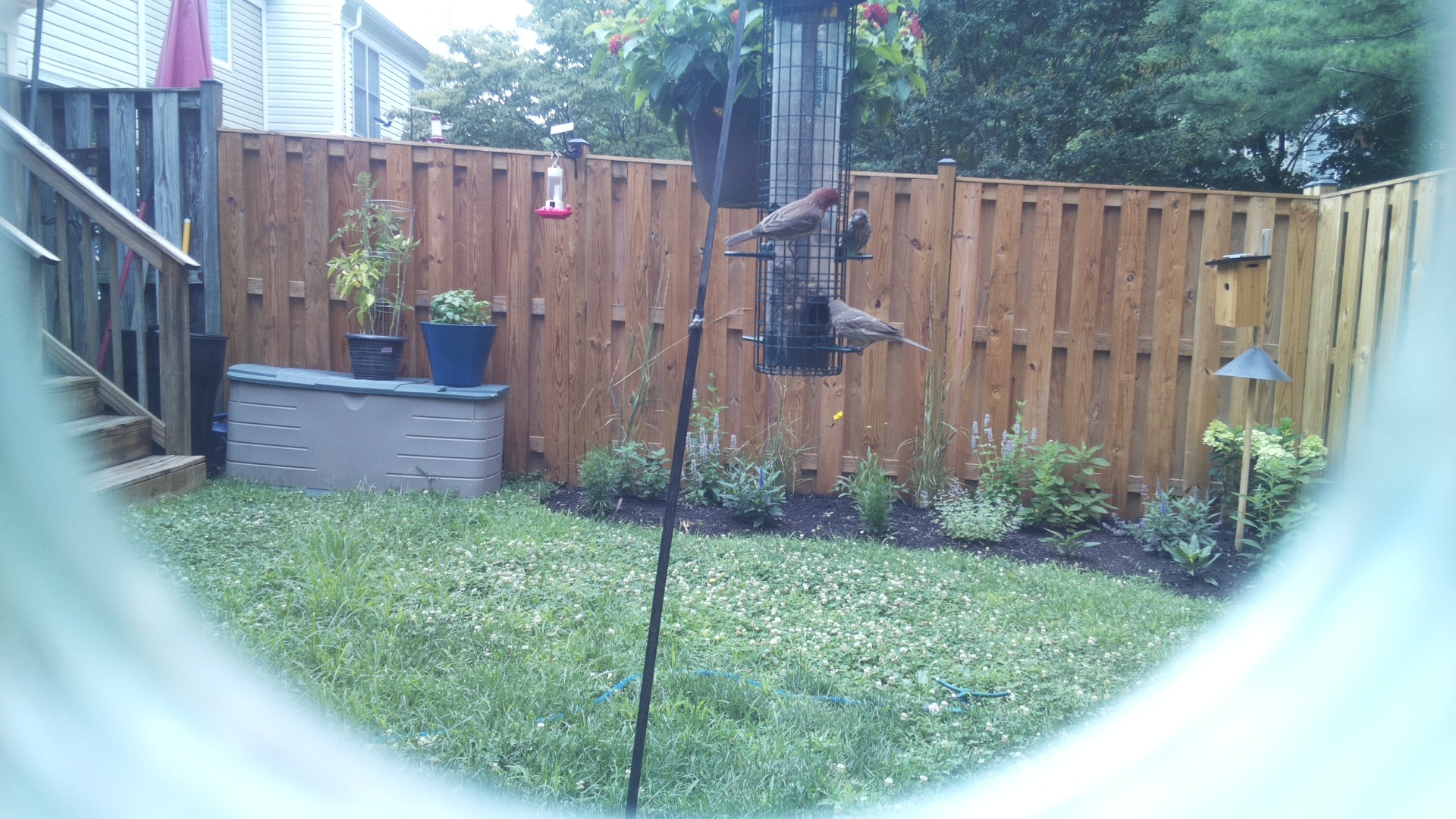 Purple Finch