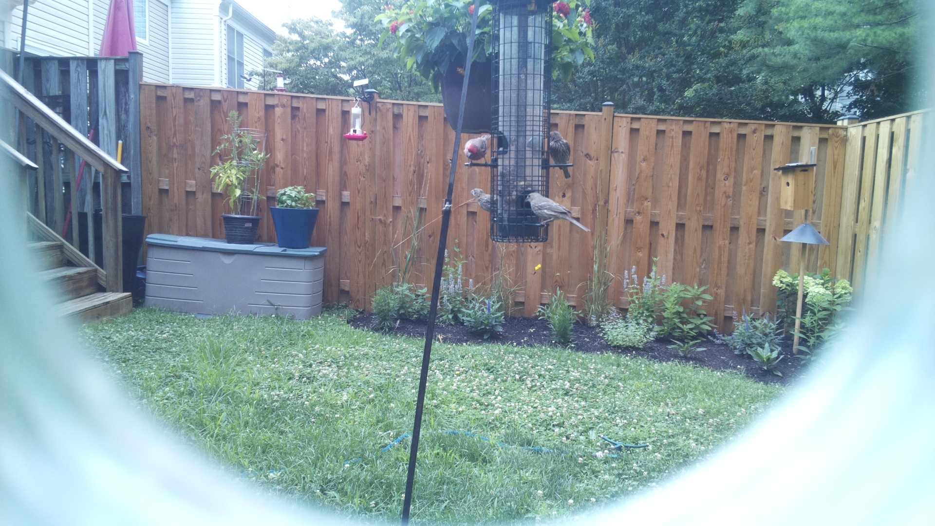 Unknown Bird