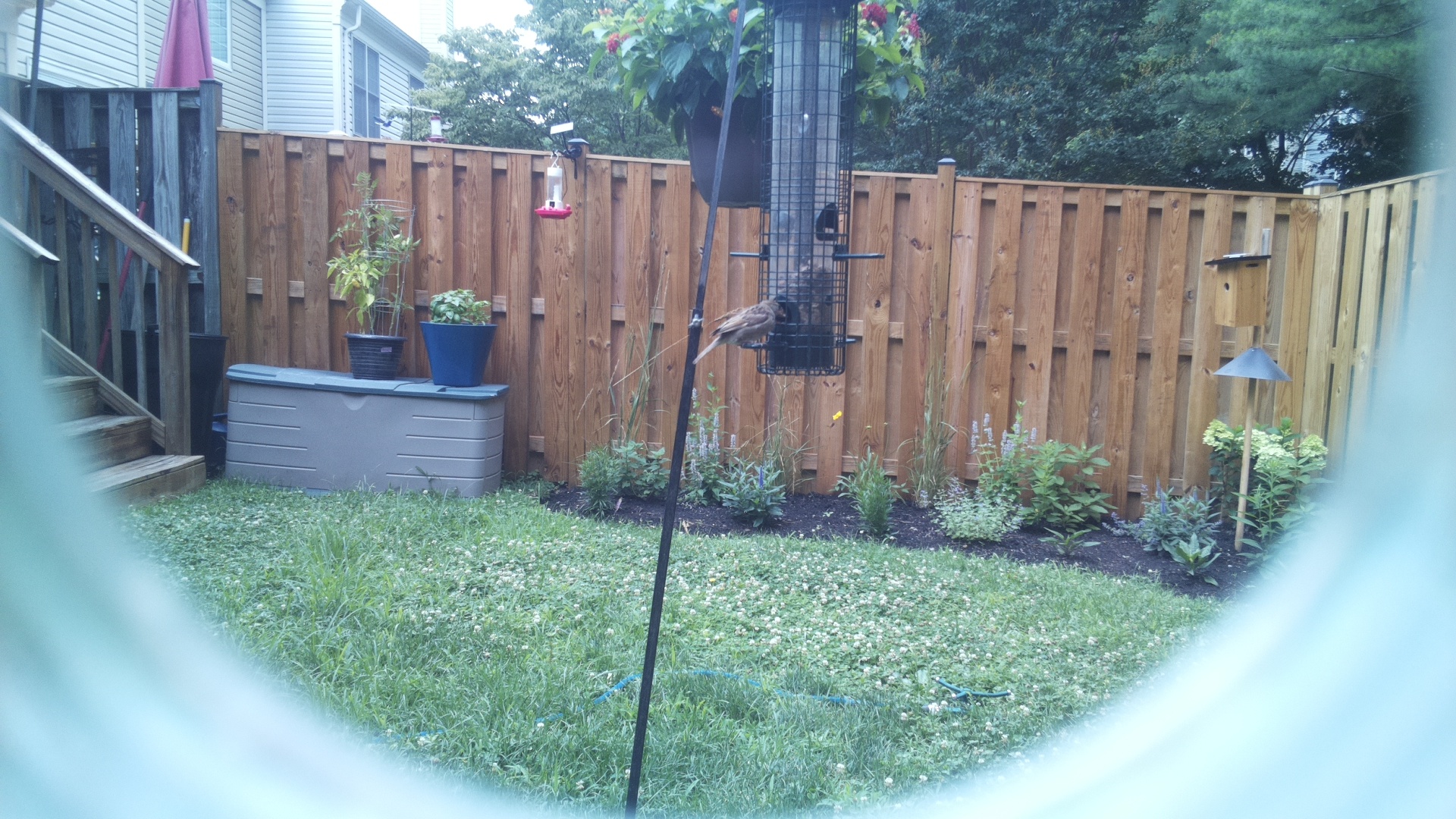 Likely Finch