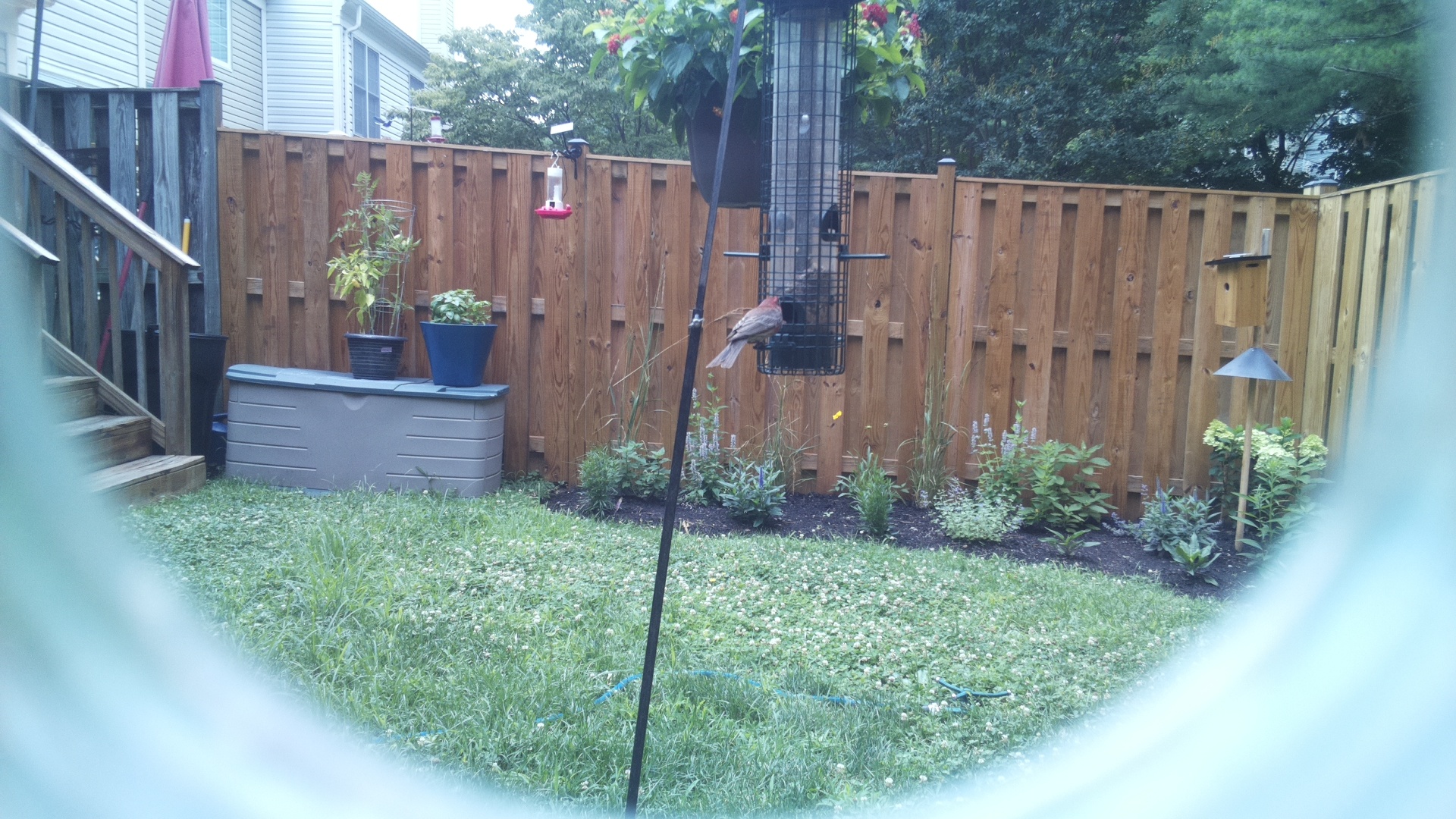 Purple Finch