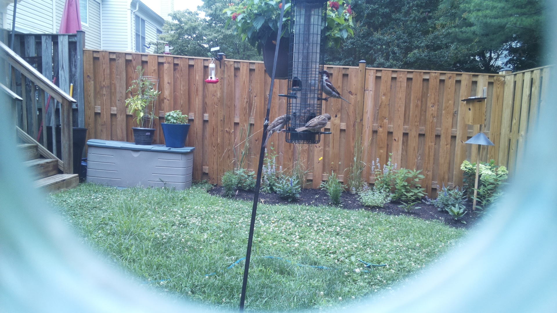 Likely Finch