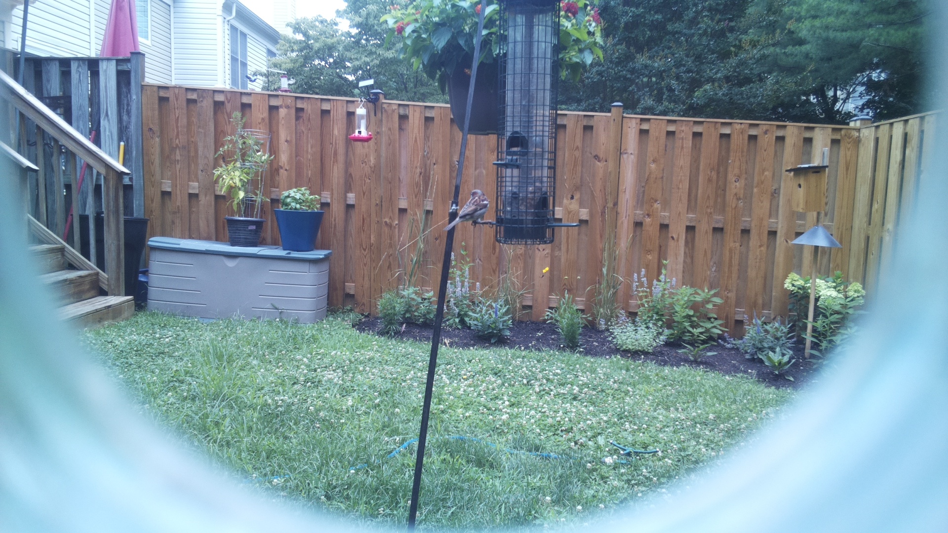 House Sparrow