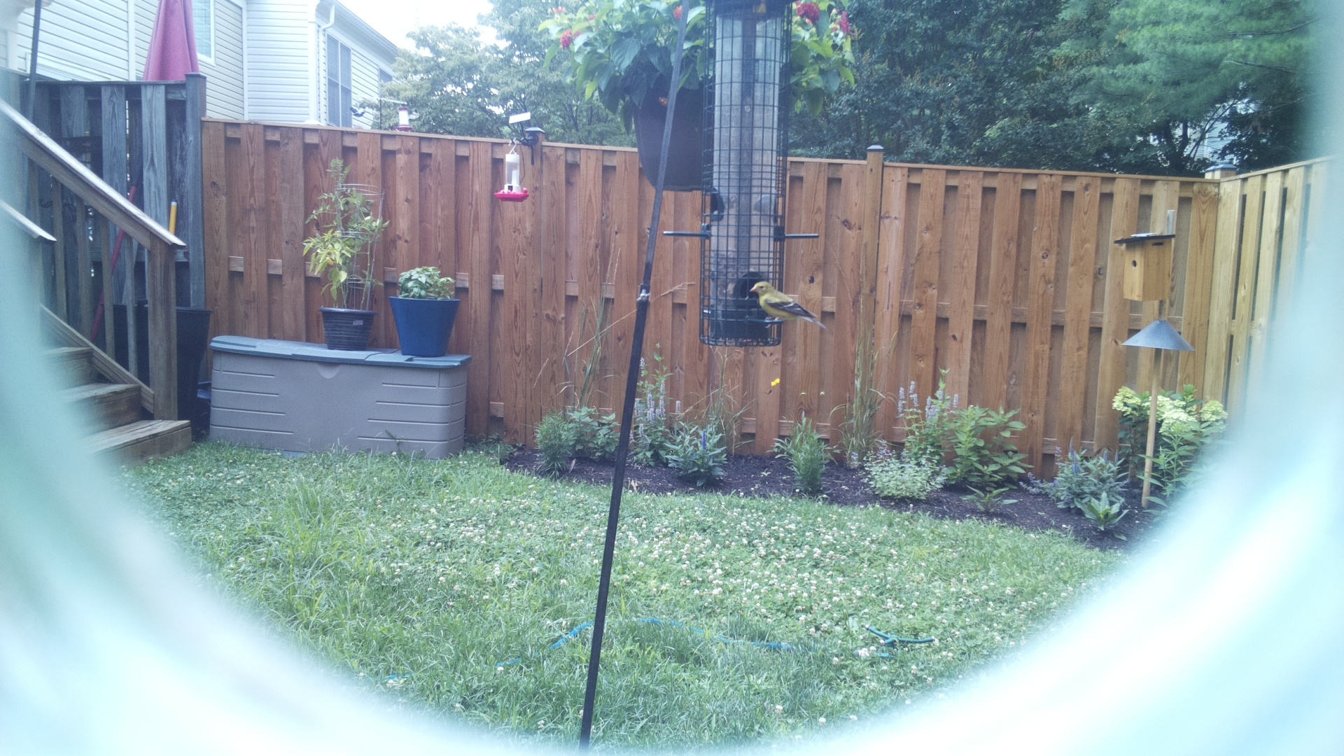 American Goldfinch