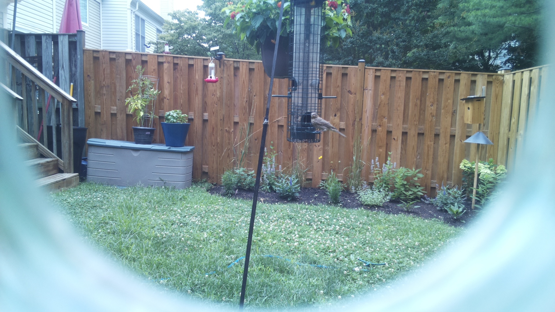 Unknown Bird