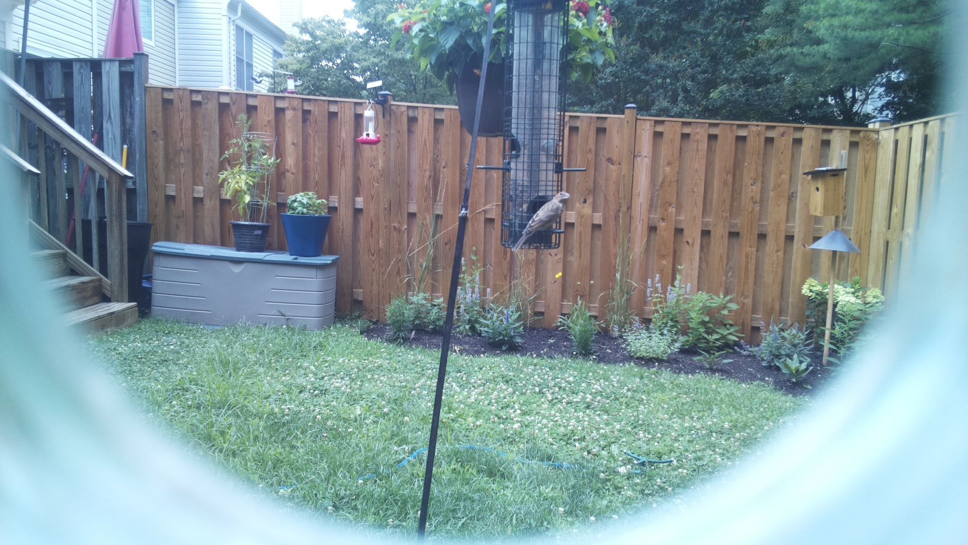 Likely Finch