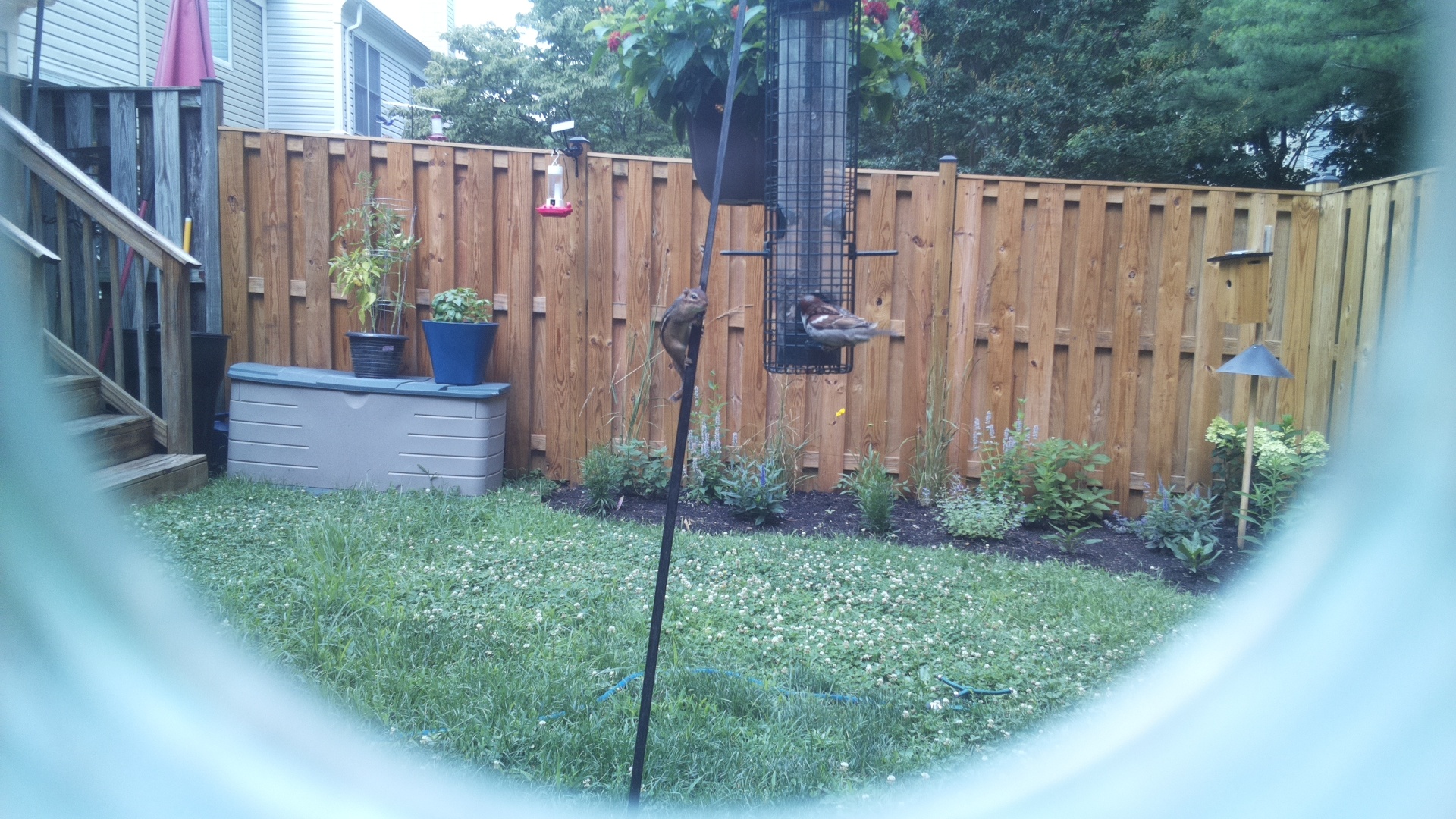 Likely Finch