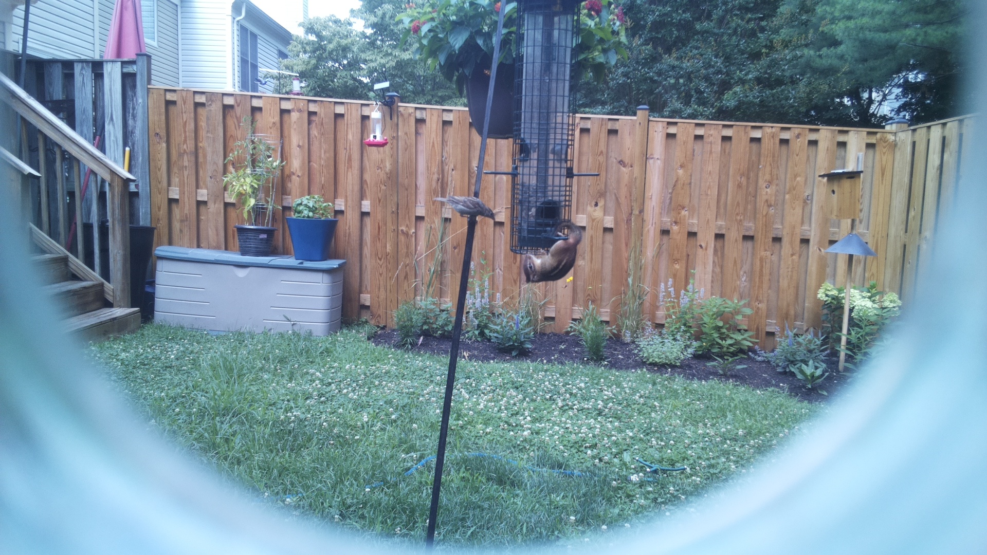 Likely Blackbird/Grackle