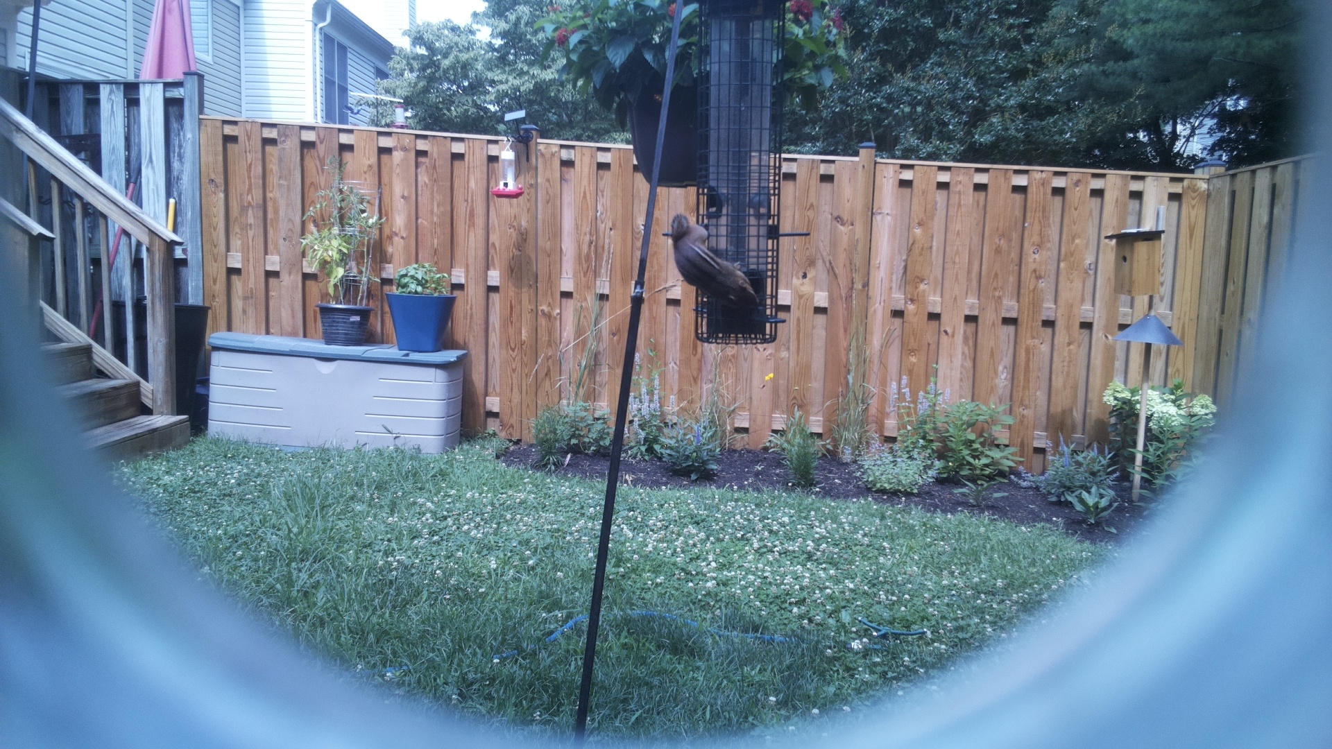 Brown-headed Cowbird