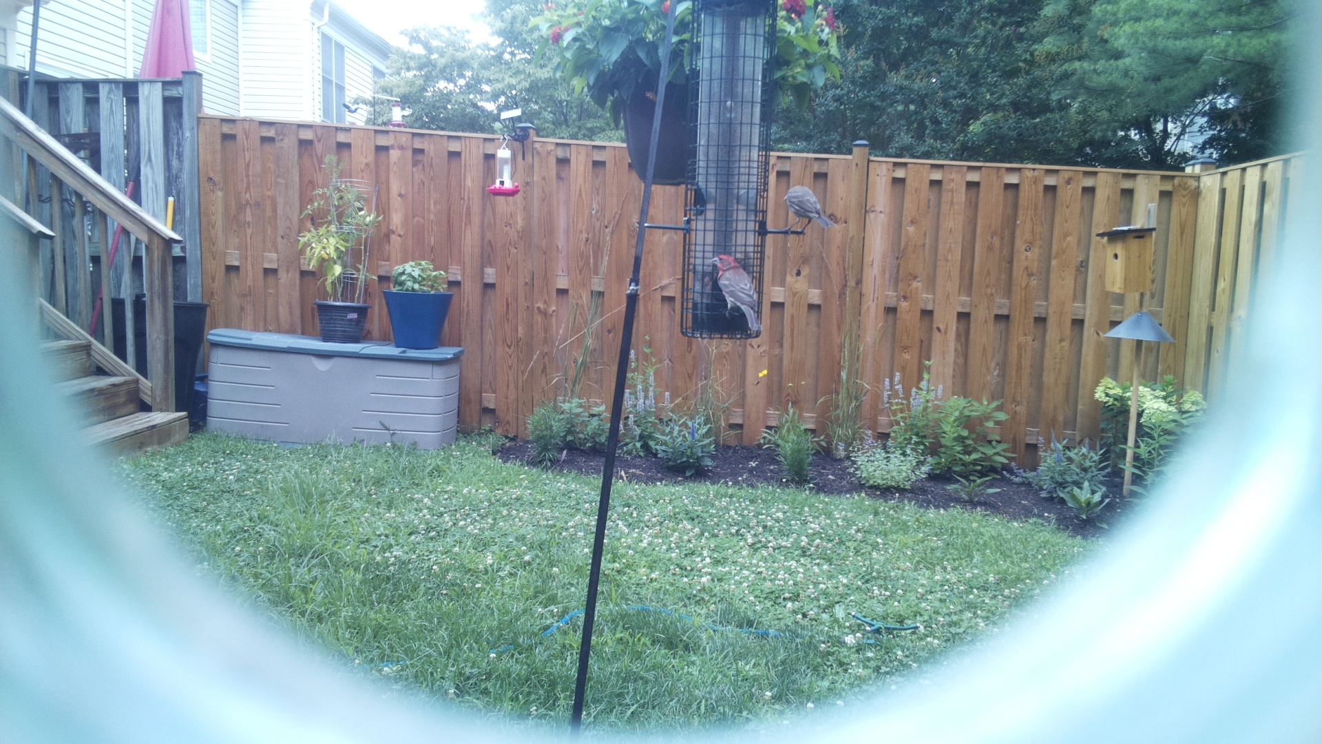 Unknown Bird