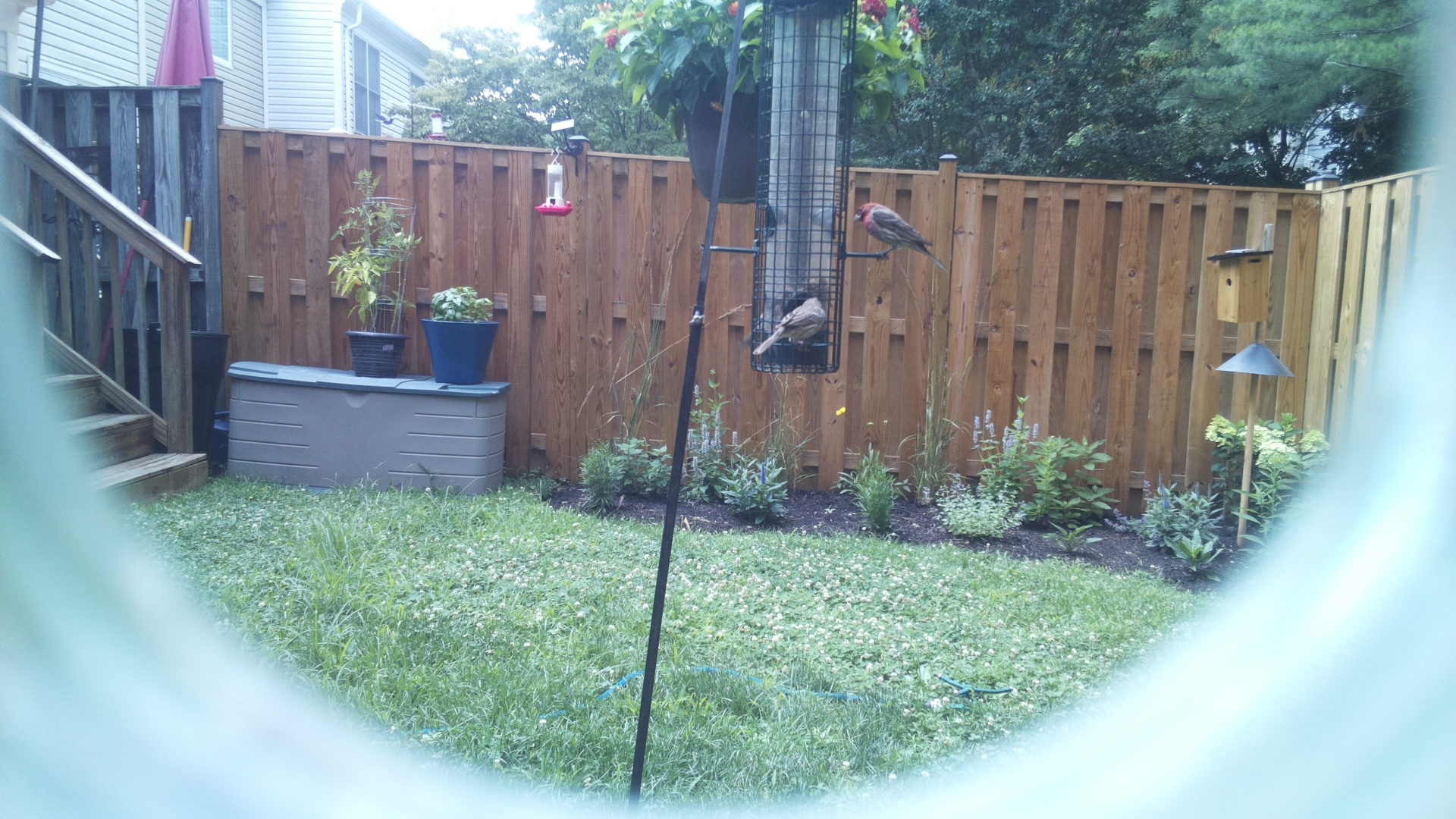 Purple Finch