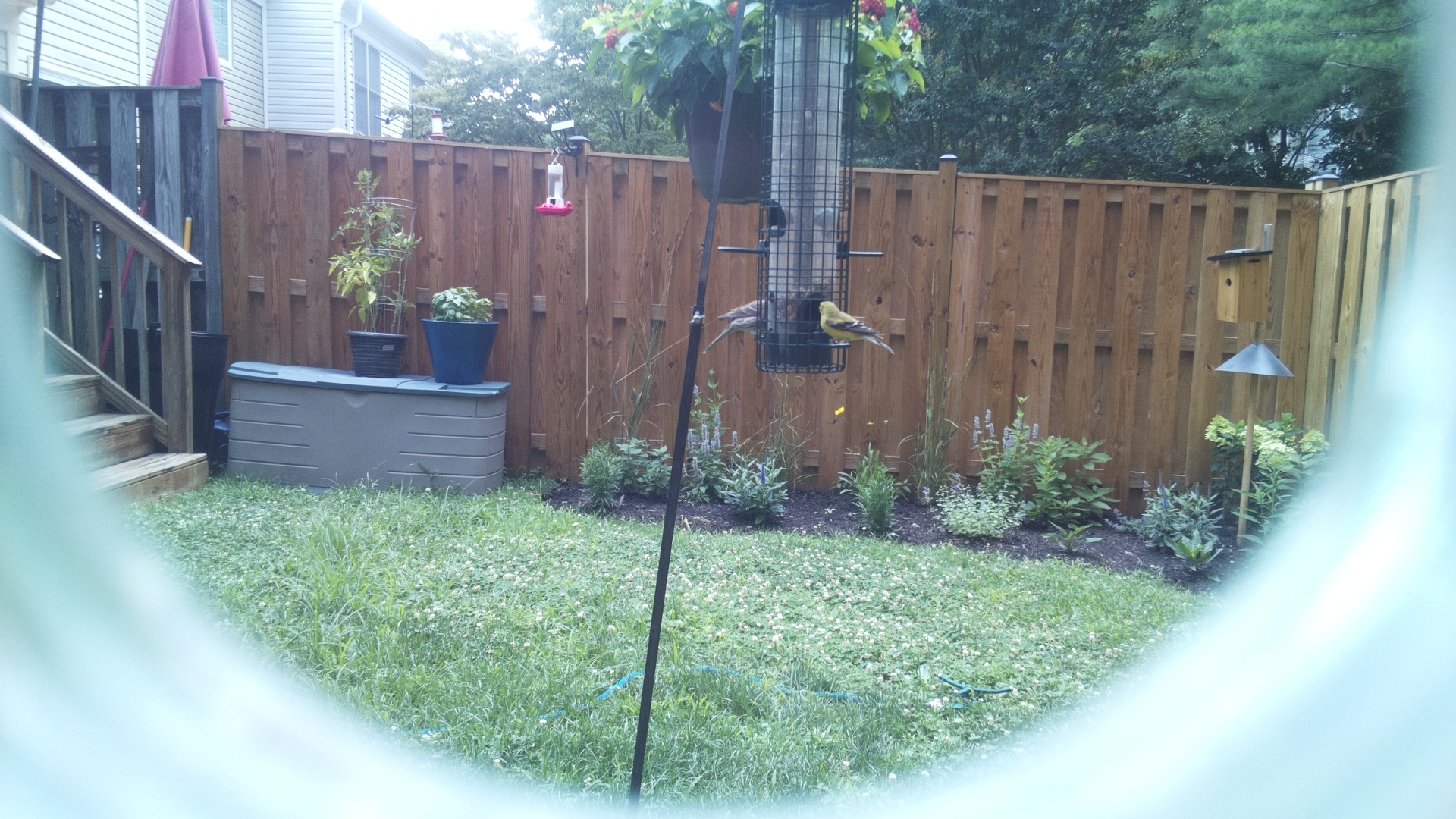 American Goldfinch