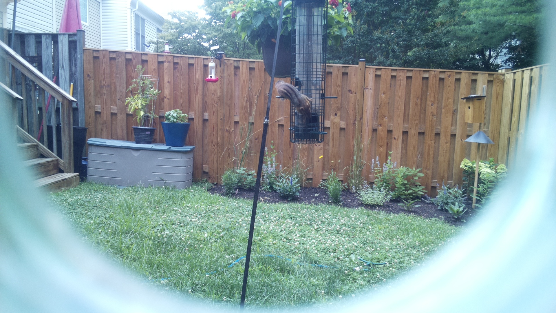 Unknown Bird
