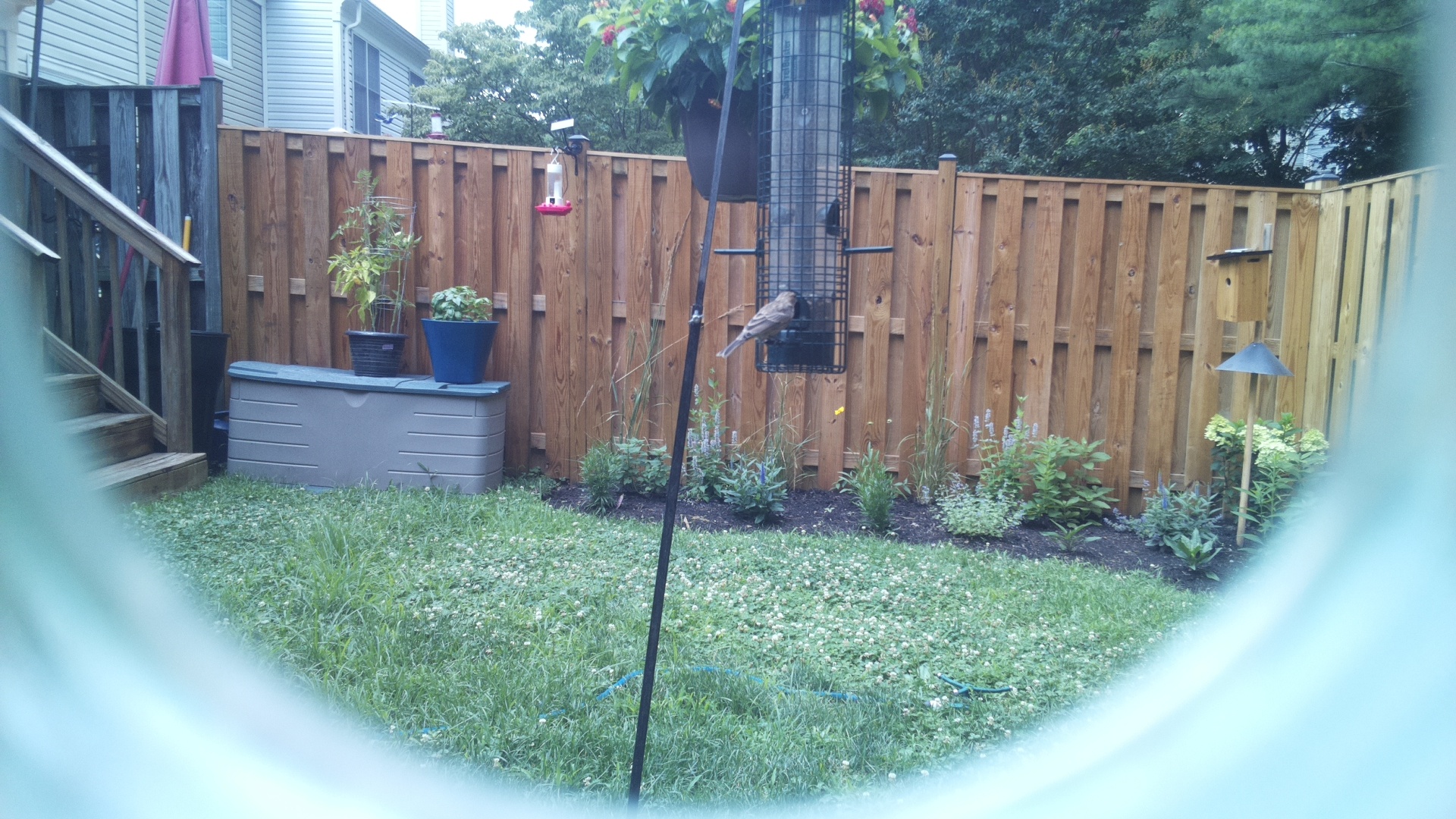Likely Blackbird/Grackle
