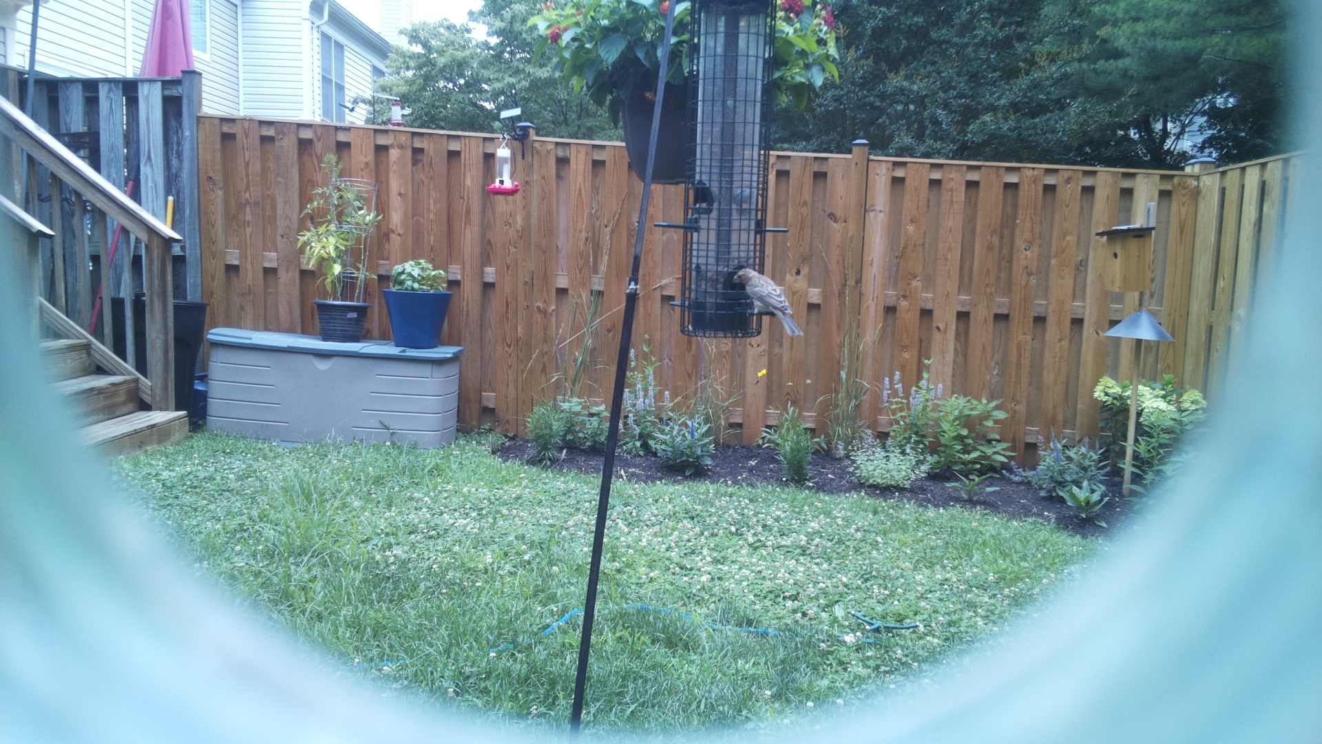 Likely Finch