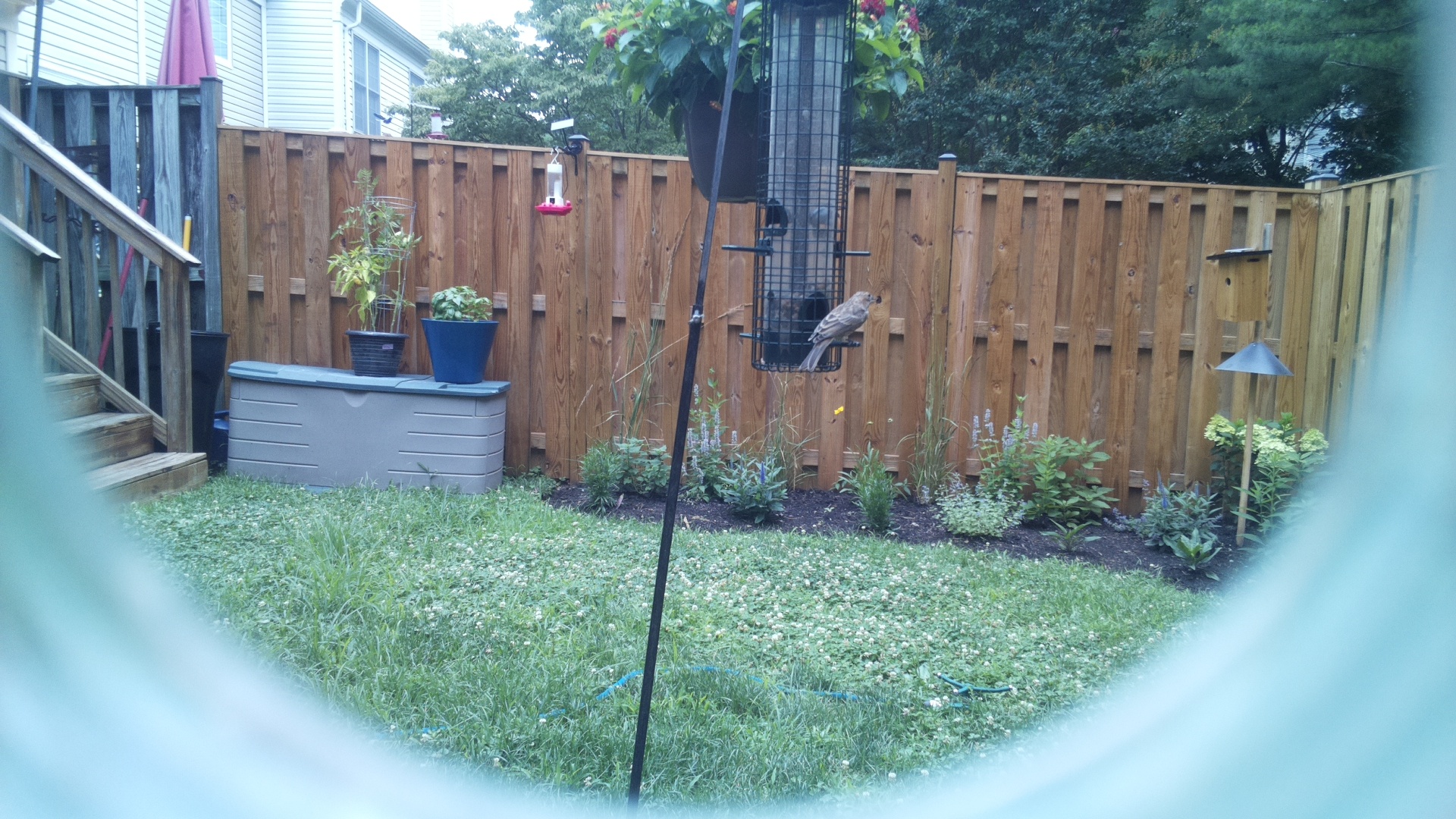 Likely Finch