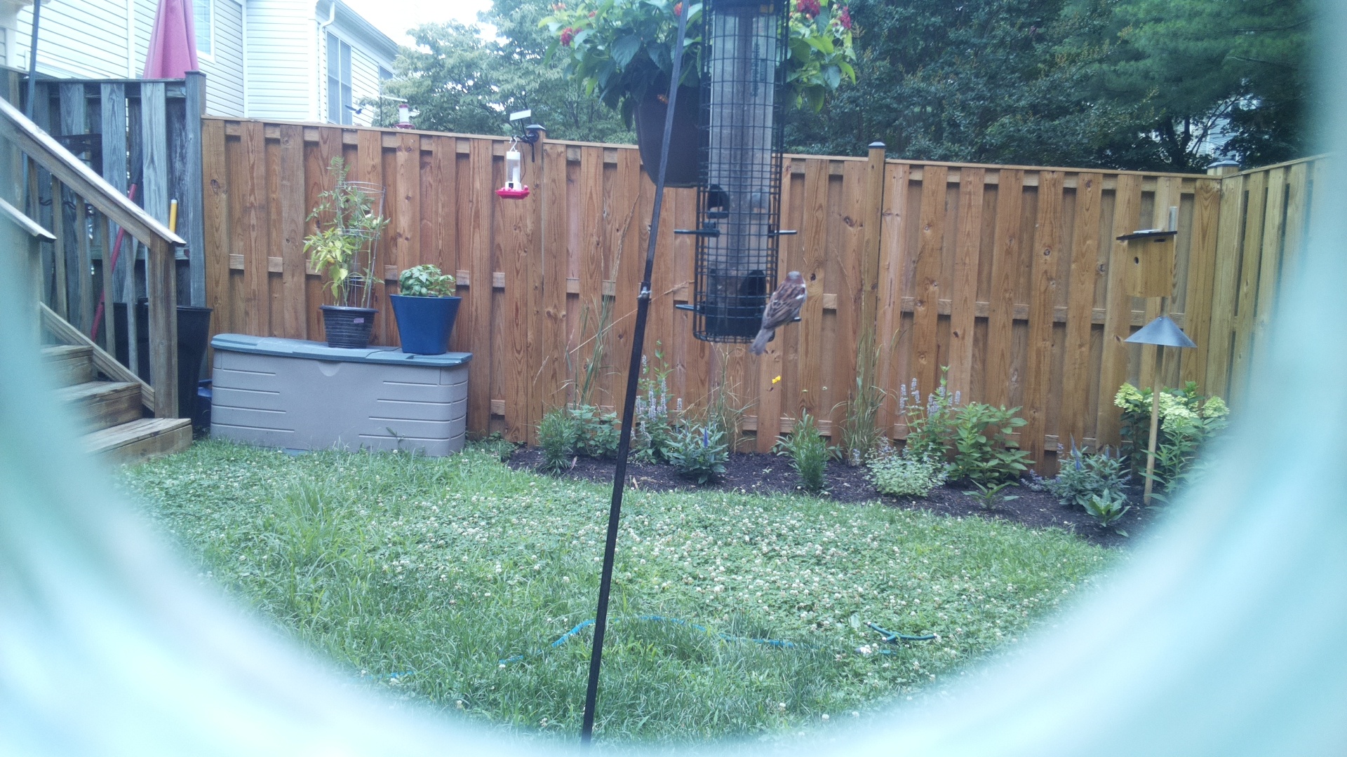 Purple Finch