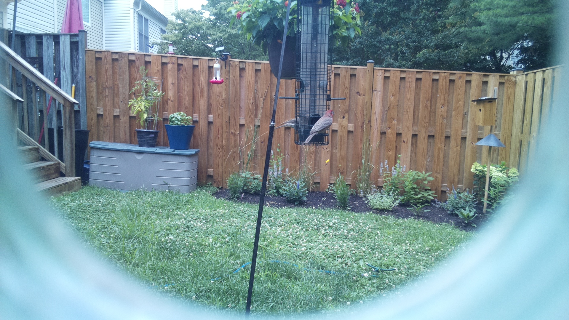 Purple Finch