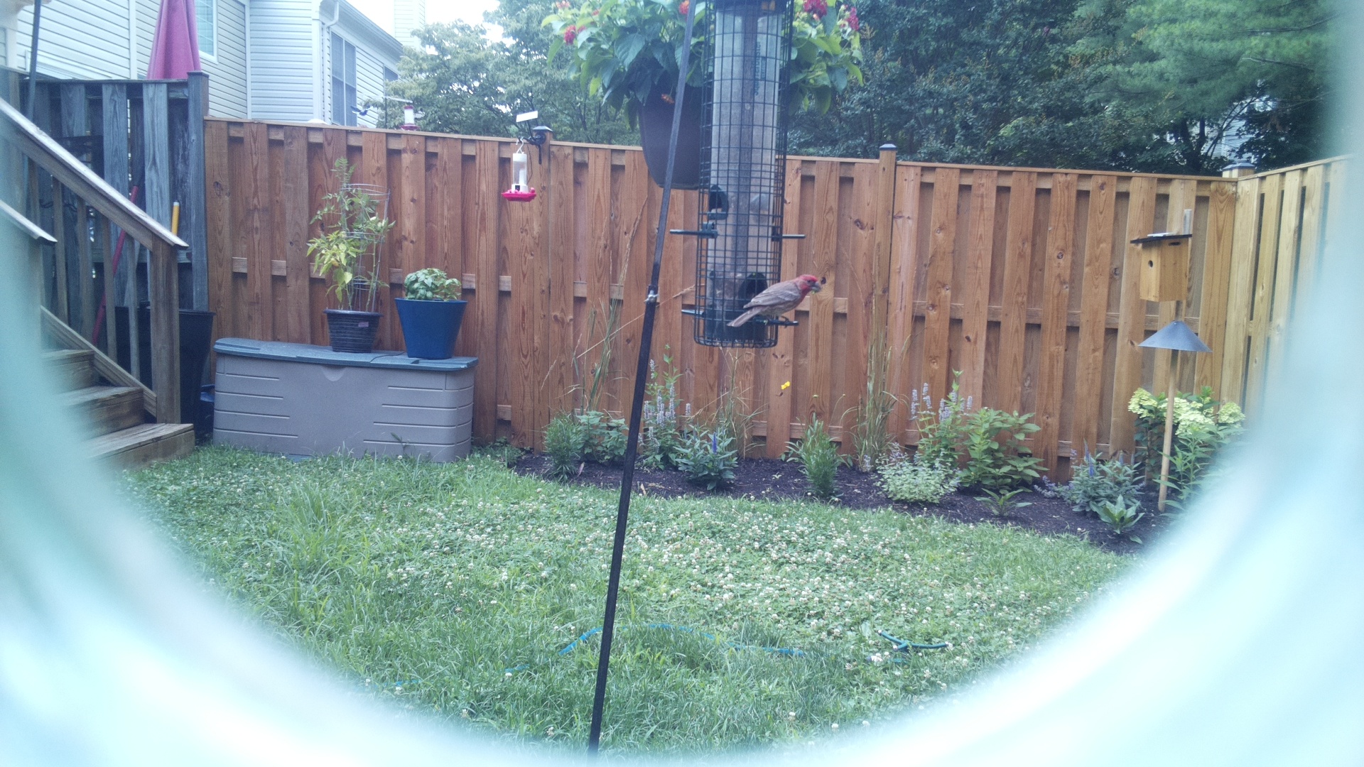 Purple Finch