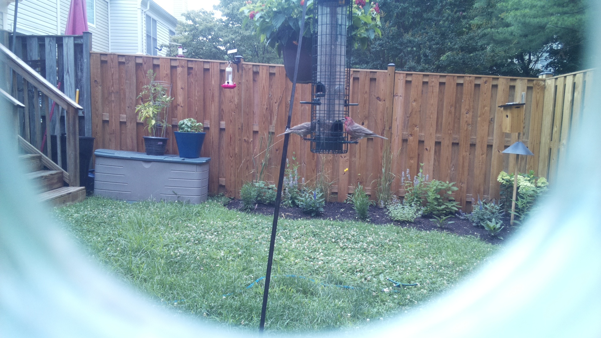 Purple Finch