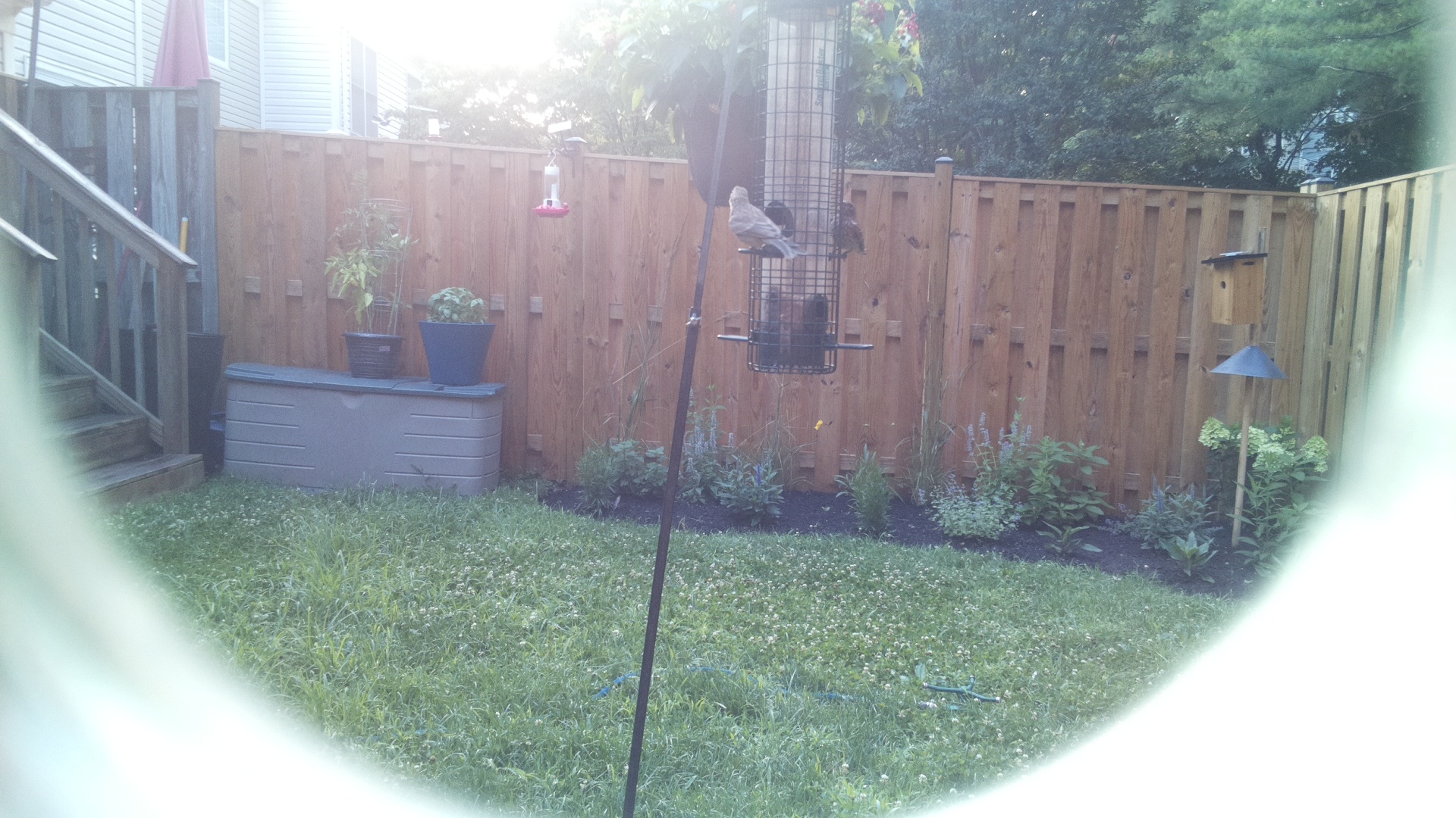 Unknown Bird