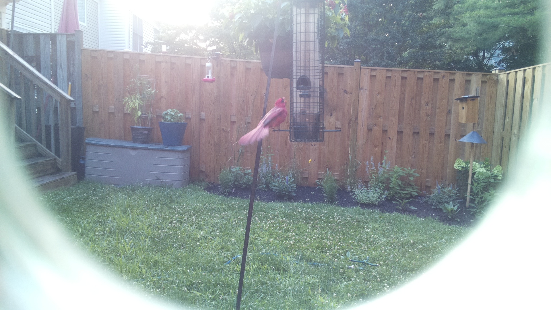 Purple Finch