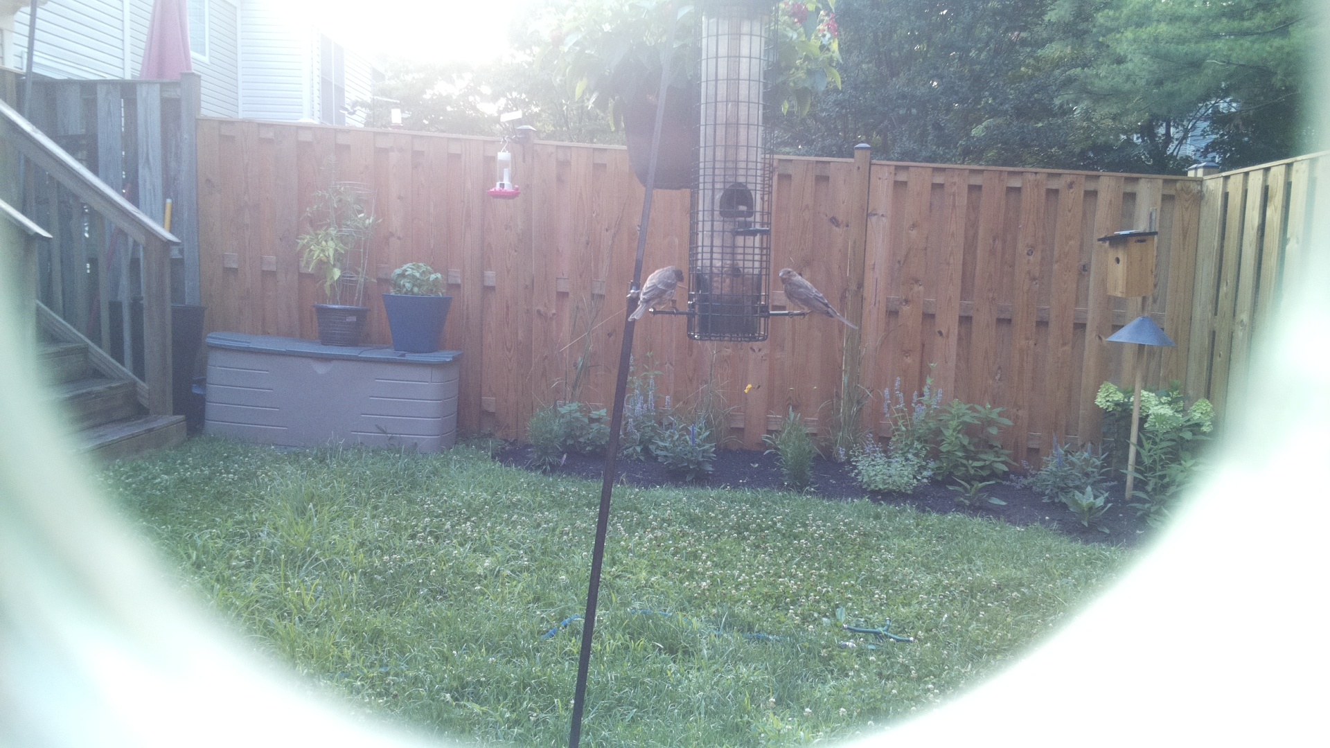 Likely Finch